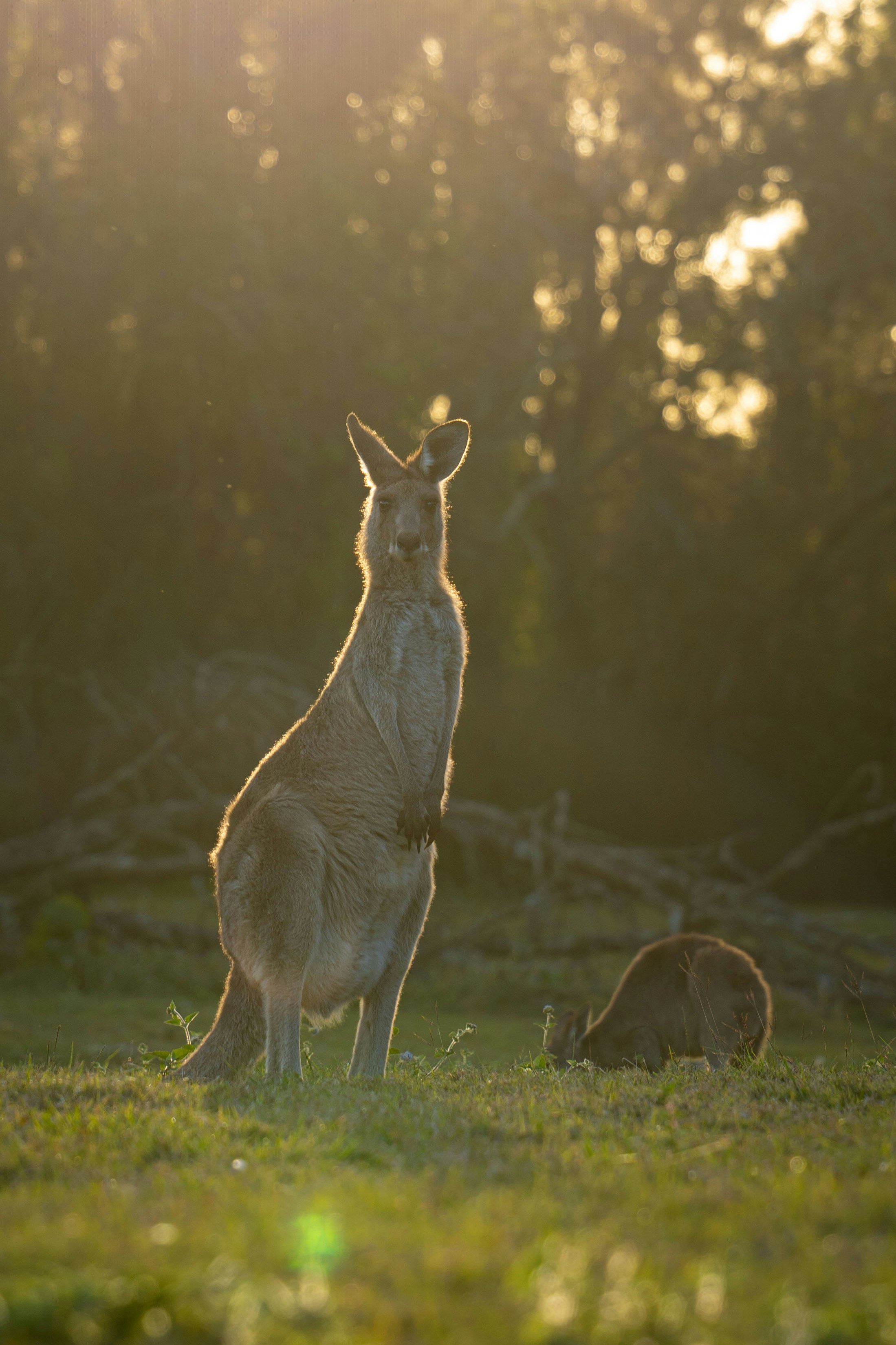 A kangaroo and joey in the sunny field.