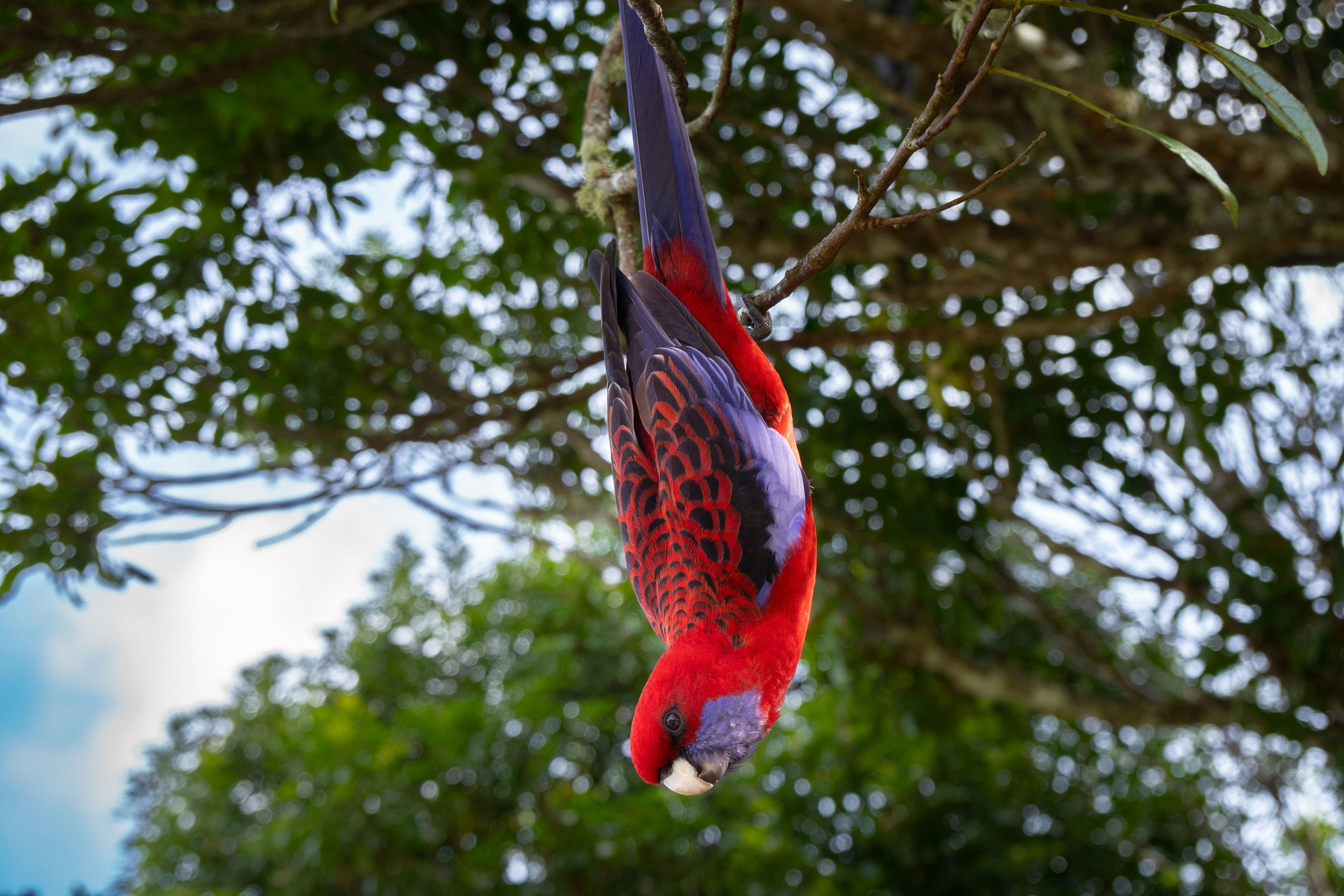 A colorful parrot hangs upside down in a tree.