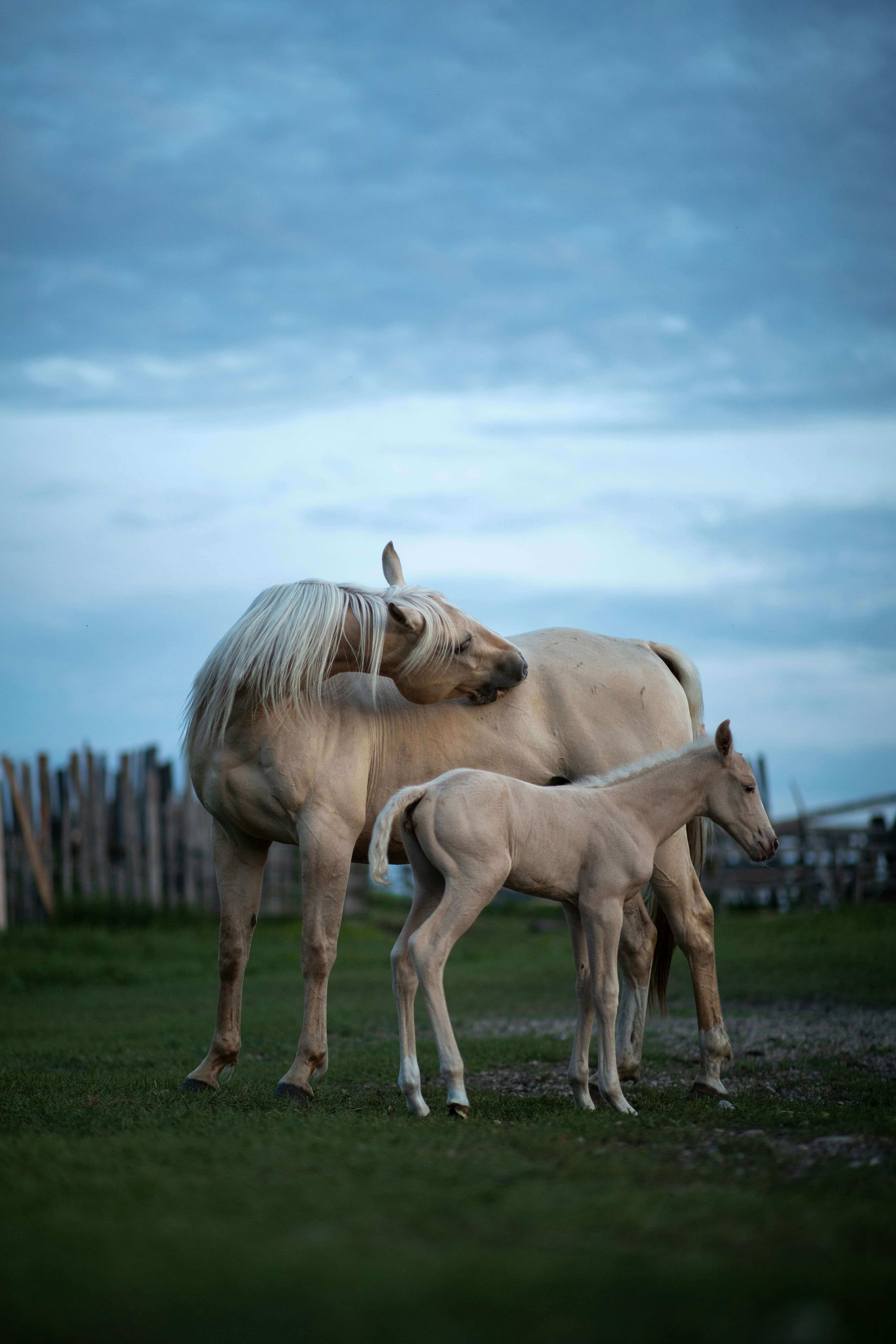 A mare and foal stand together in a field.