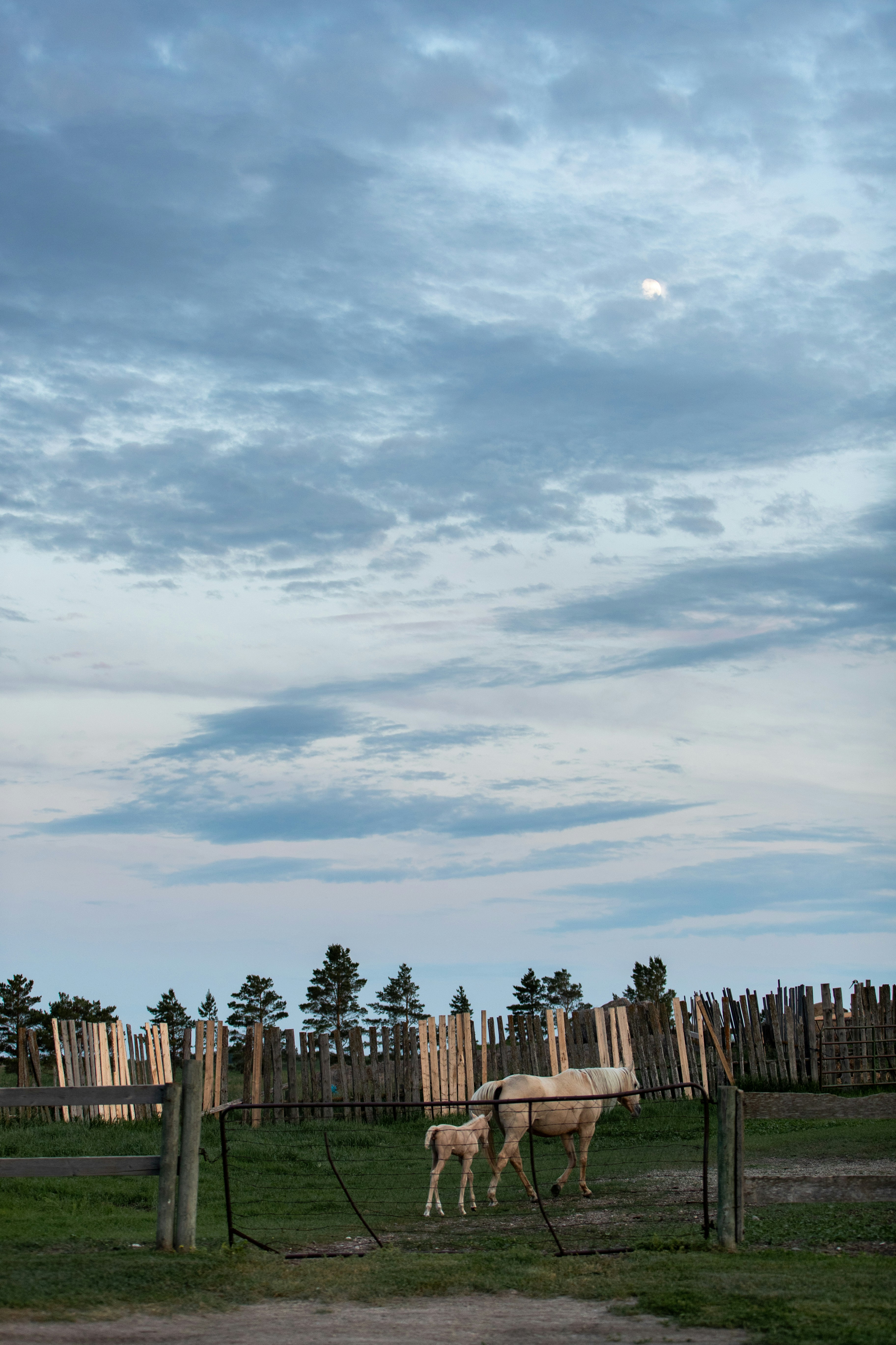 A horse and foal stand near a wooden fence.