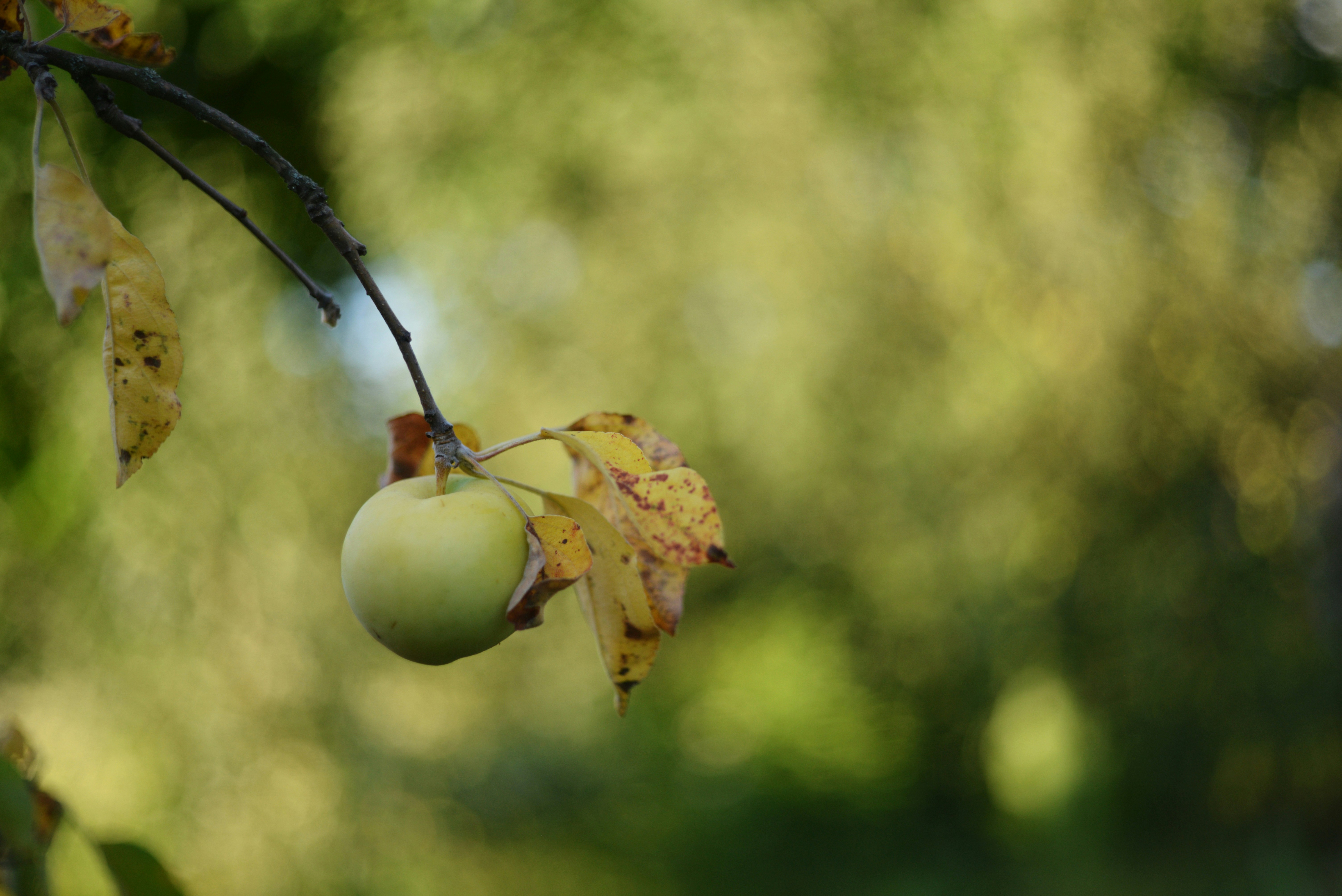 Photo by cherstve_pechivo