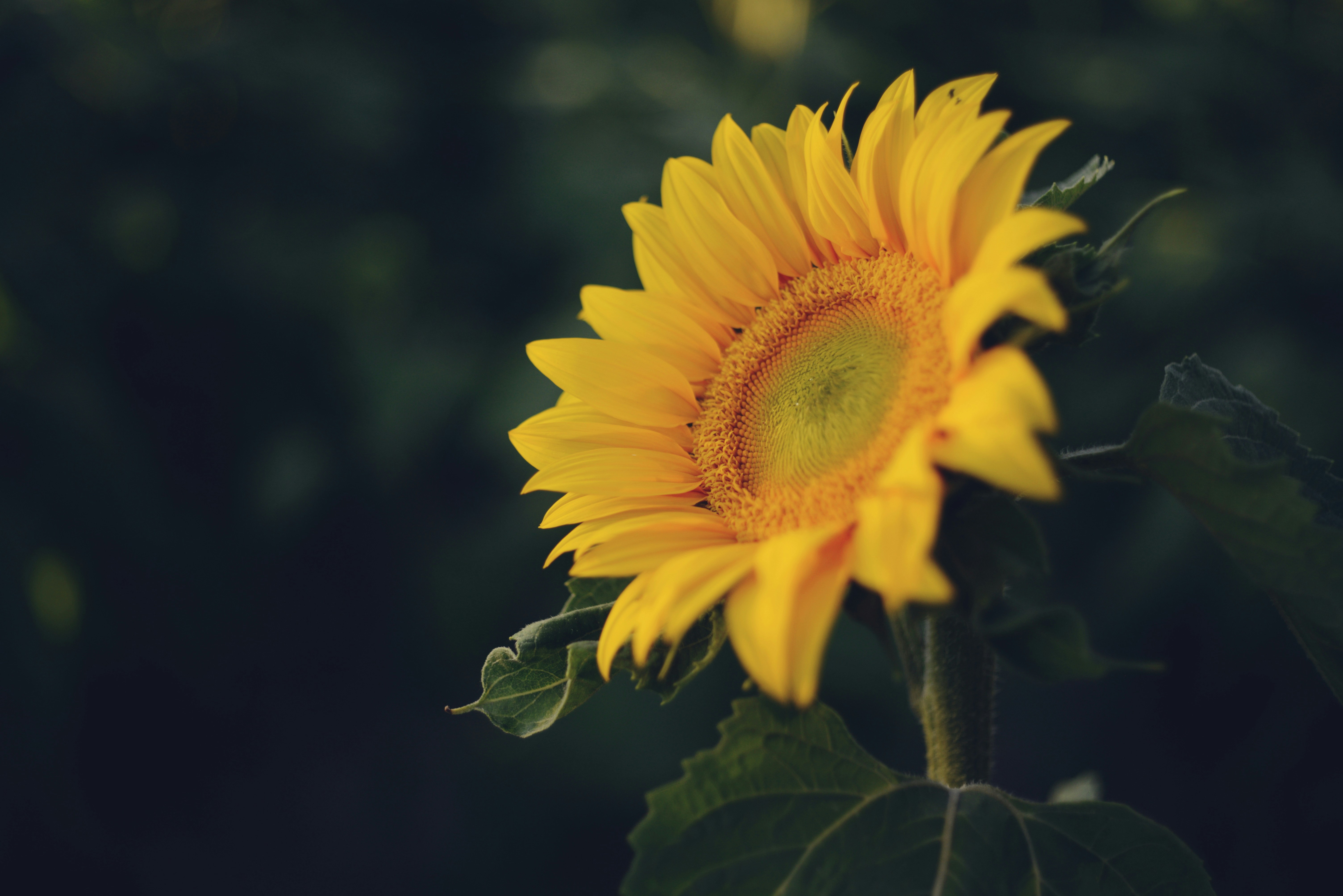 Photo by cherstve_pechivo