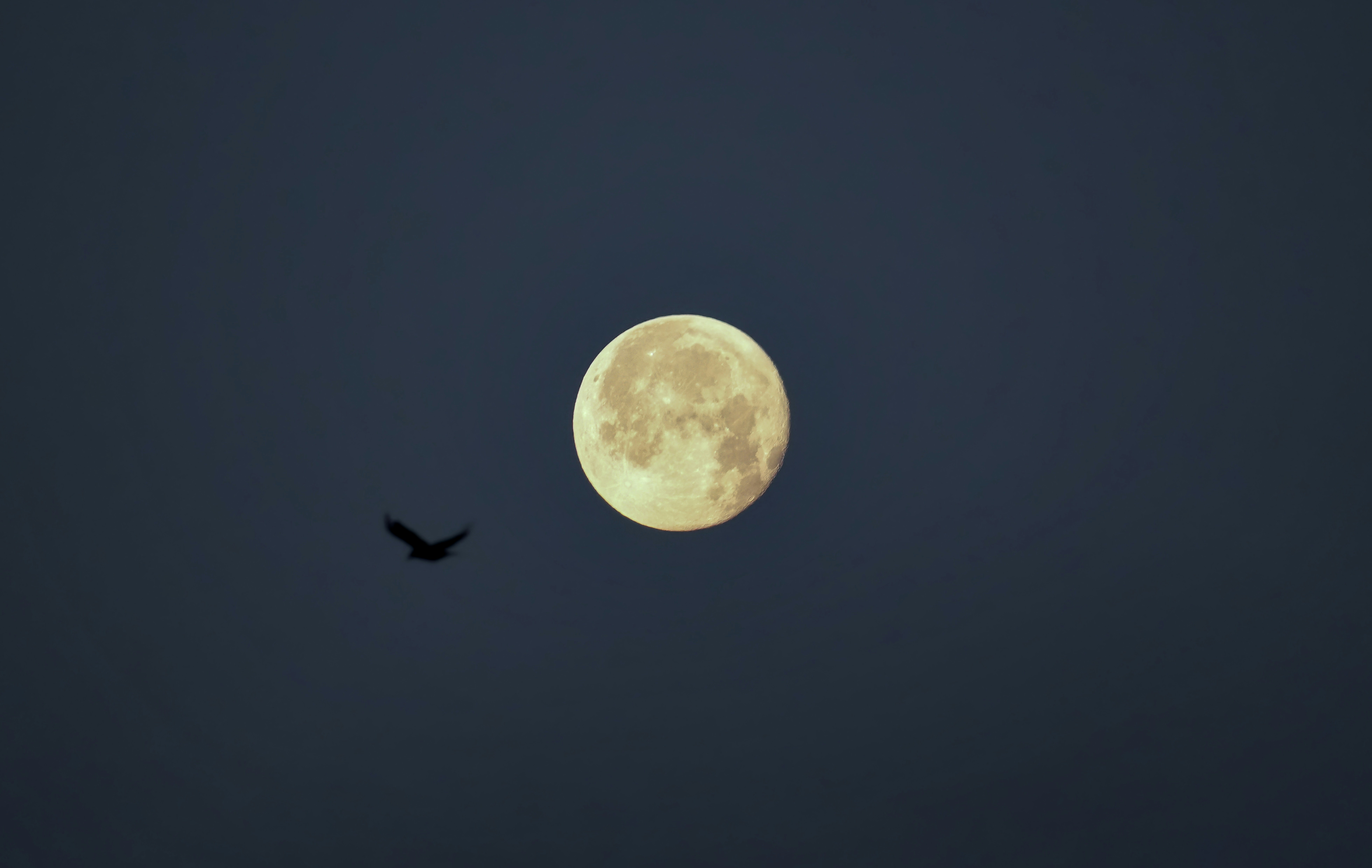 A bird flies across the moonlit sky.