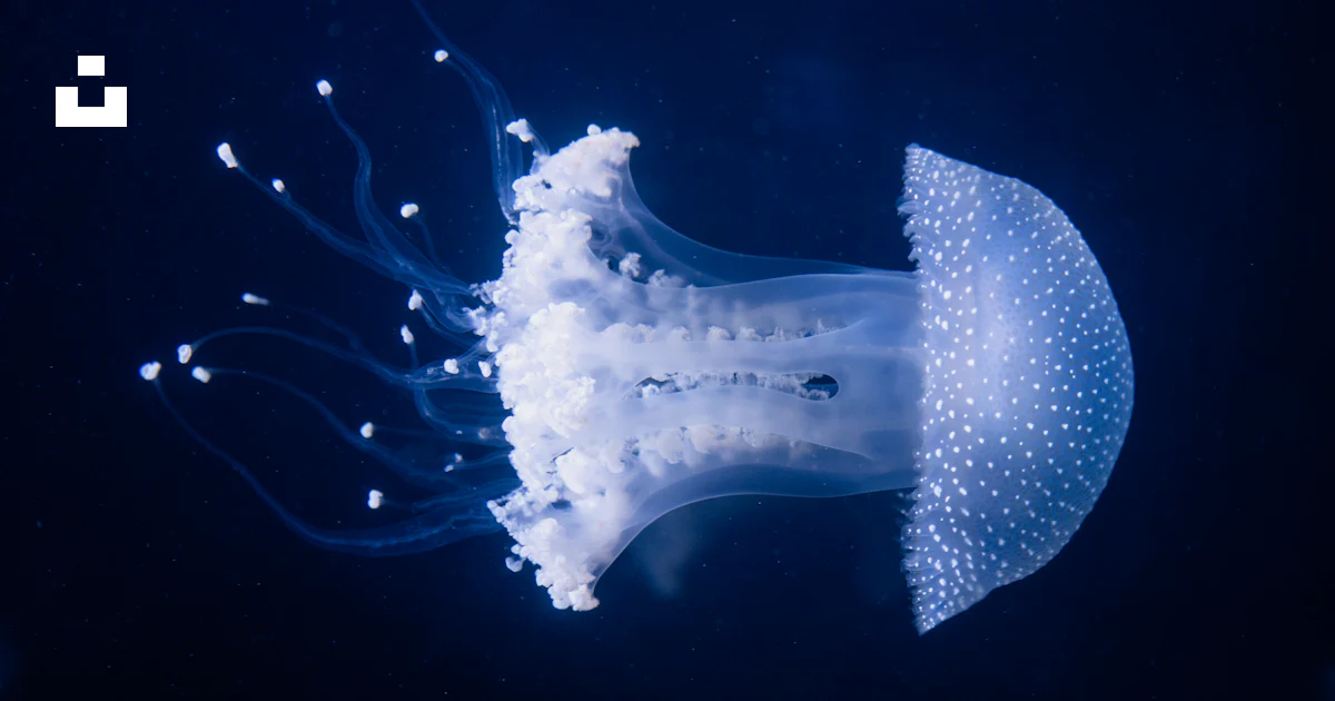 Une méduse lumineuse flotte dans l’océan sombre. photo – Image gratuite ...