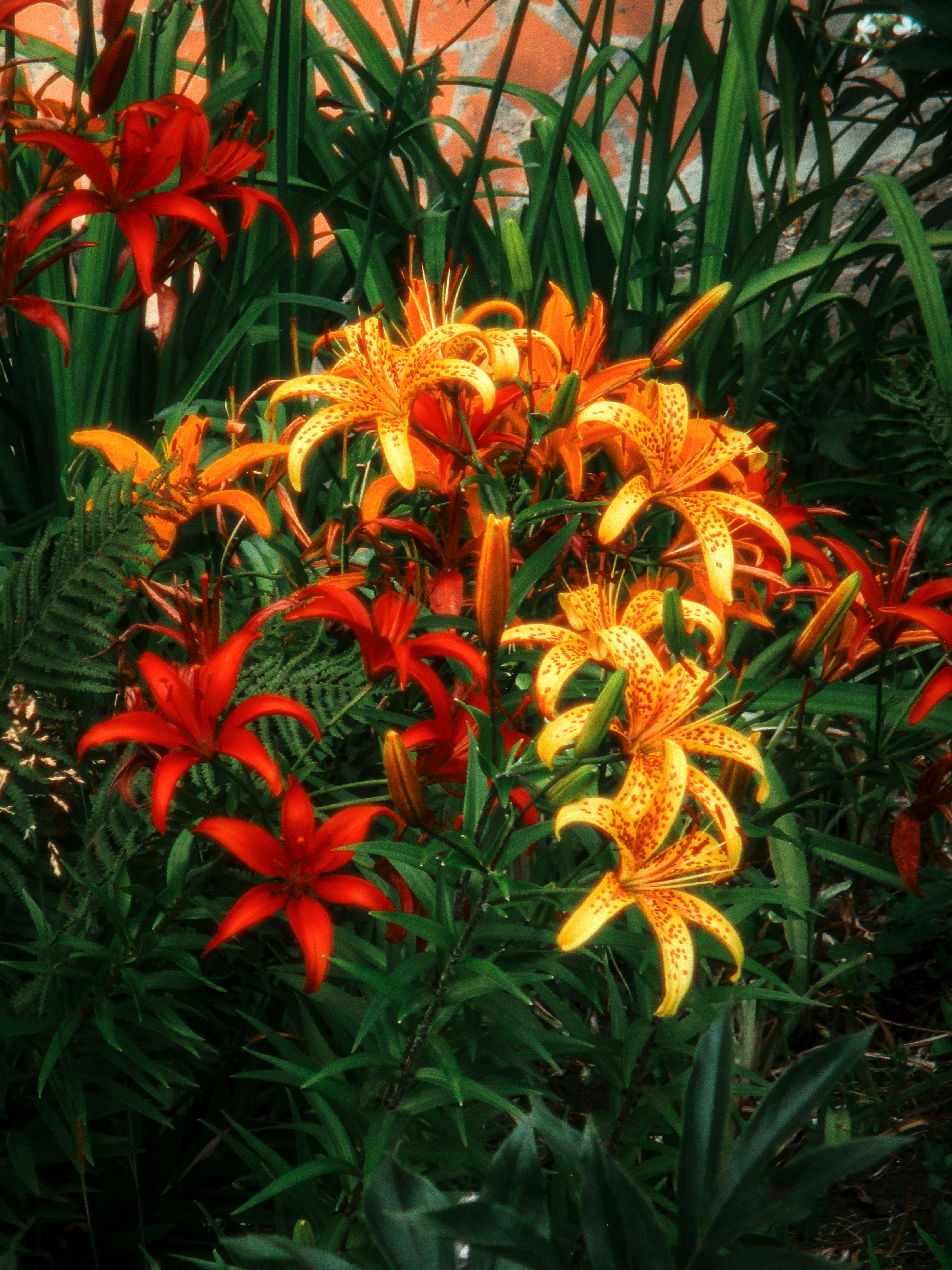 Vibrant orange and red lilies bloom in a garden.