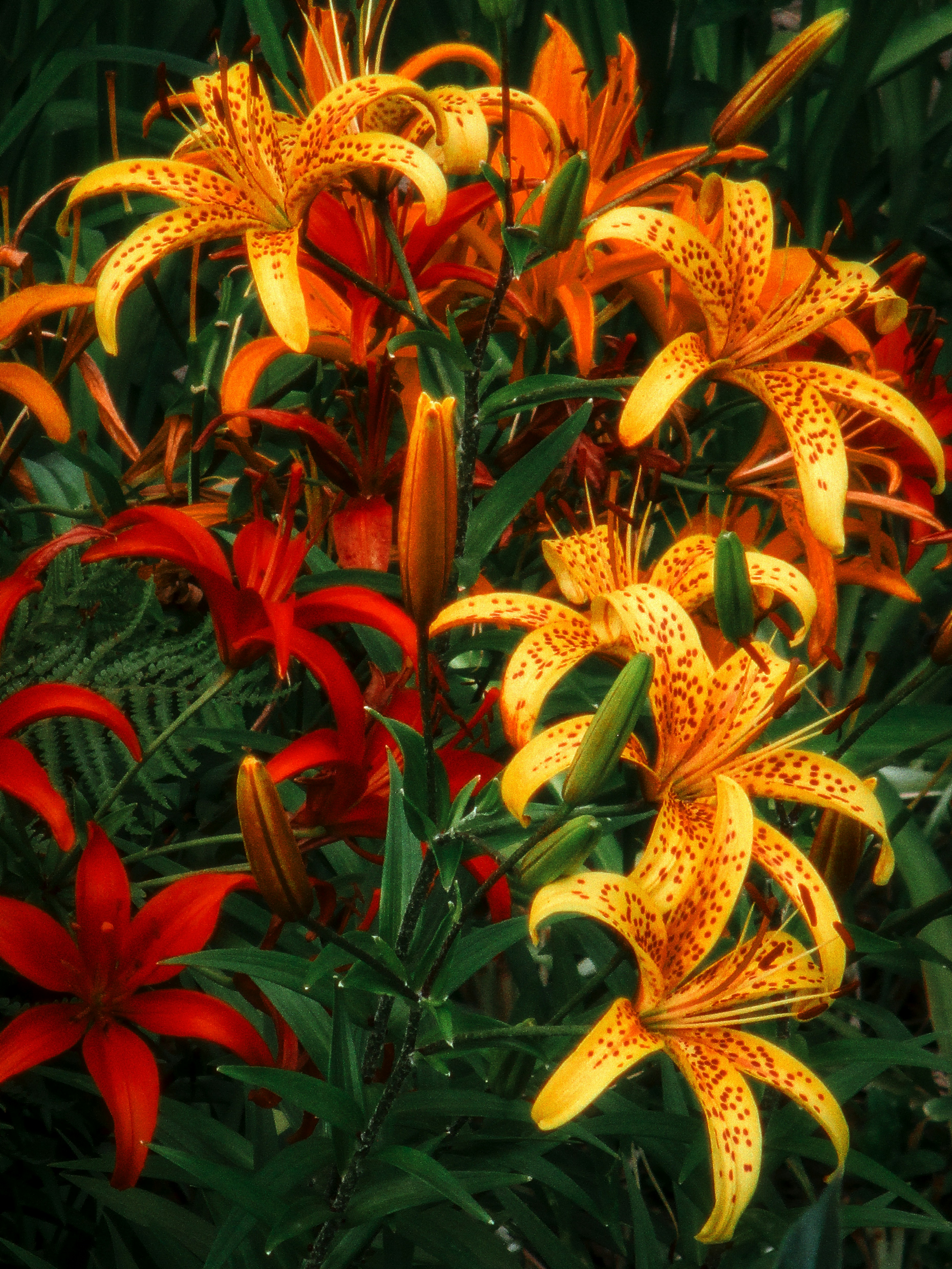 Beautiful tiger lilies bloom in vibrant colors.