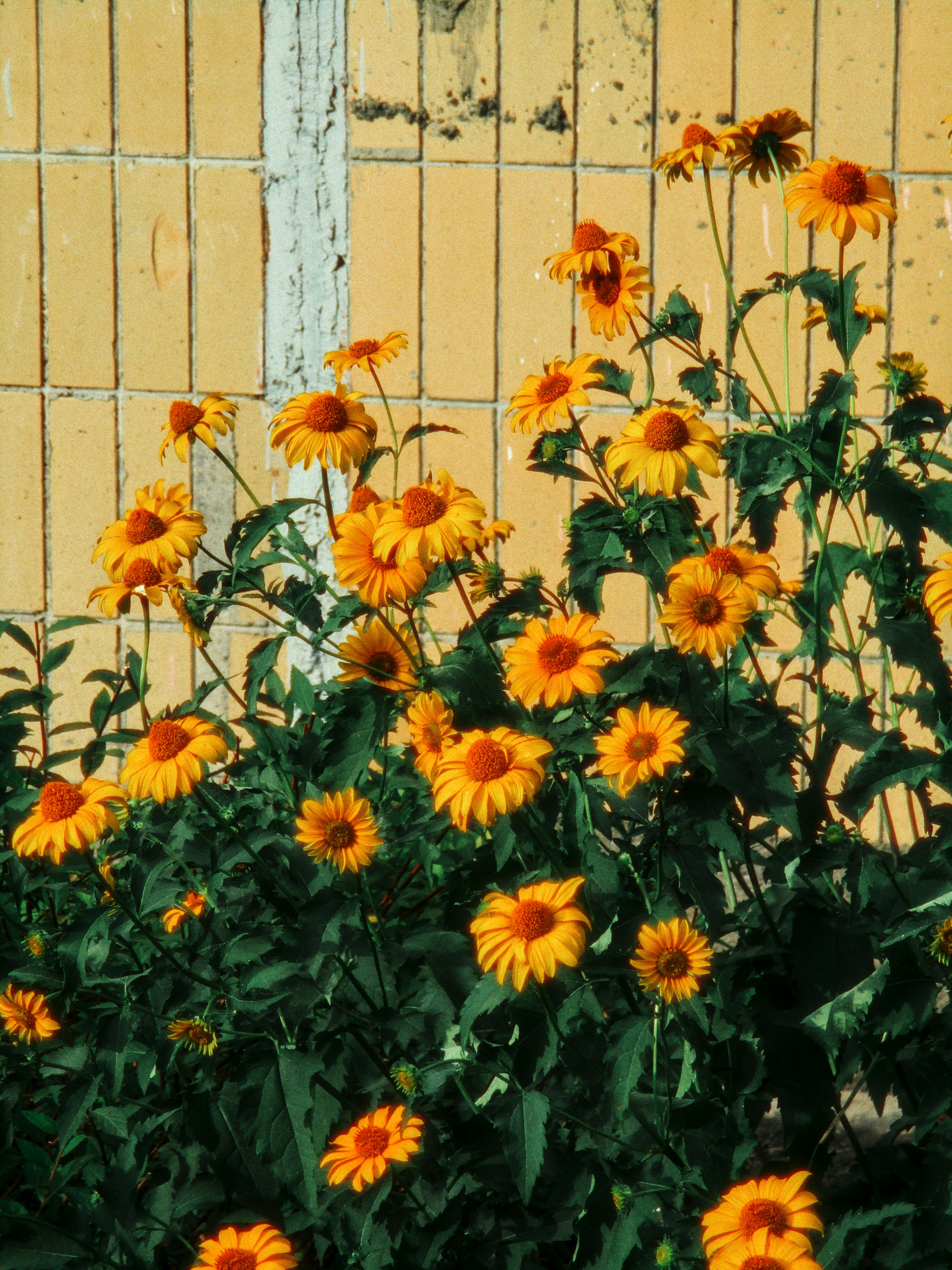 Yellow flowers bloom in front of a yellow wall.