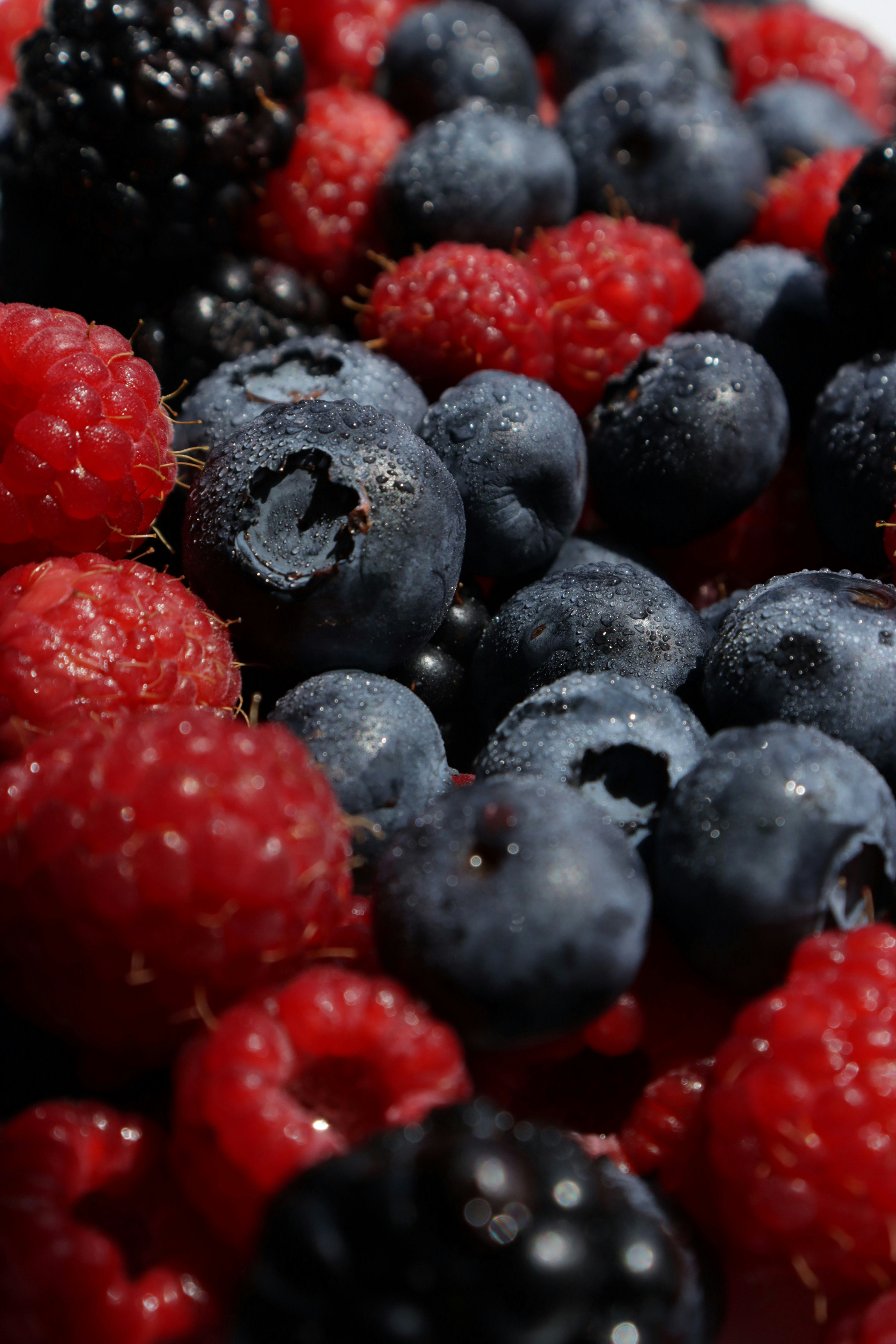 Photo by bored_mongoose