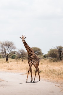 A tall giraffe walks across a dirt road.