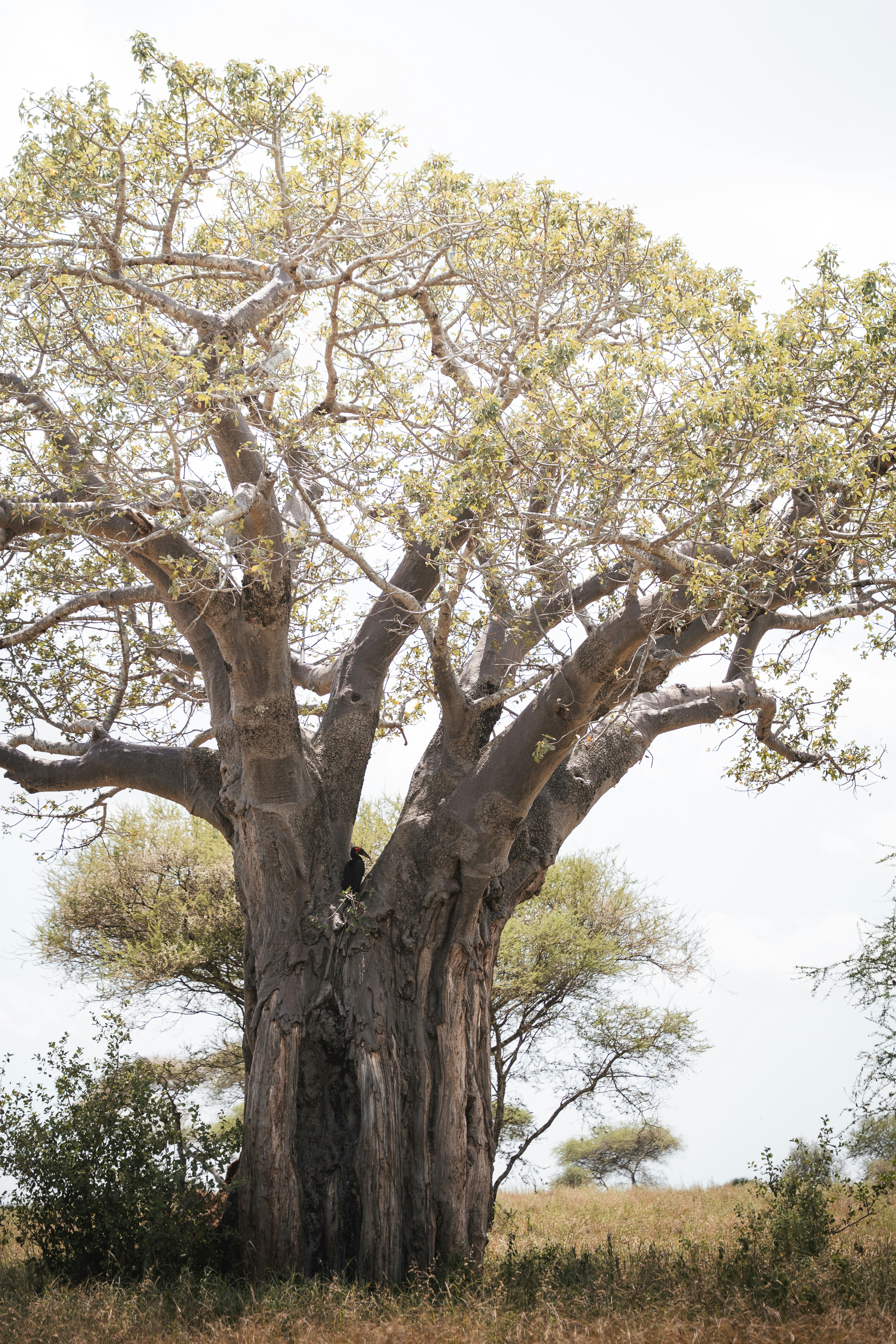 Photo by auchynnikau