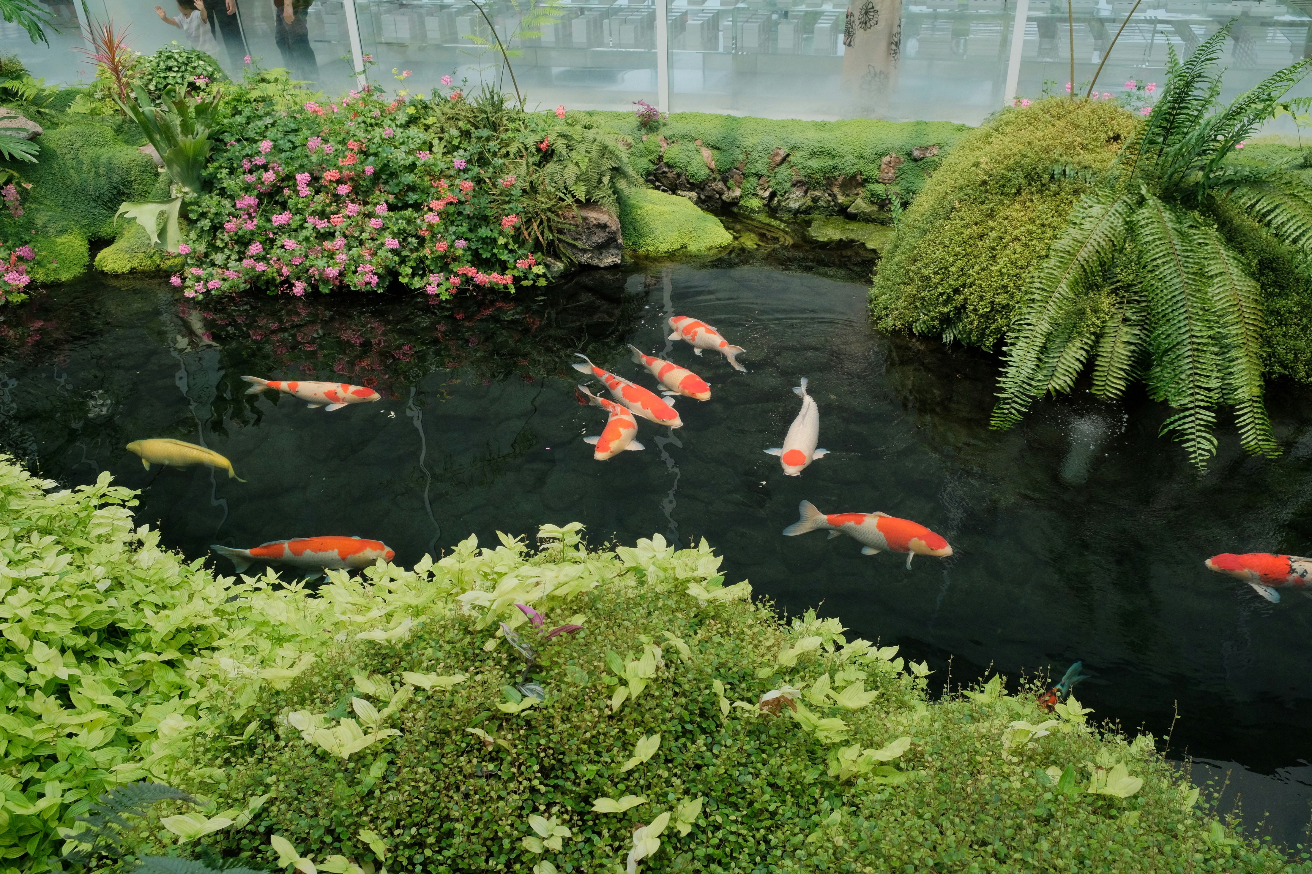 Koi fish swim in a serene pond.