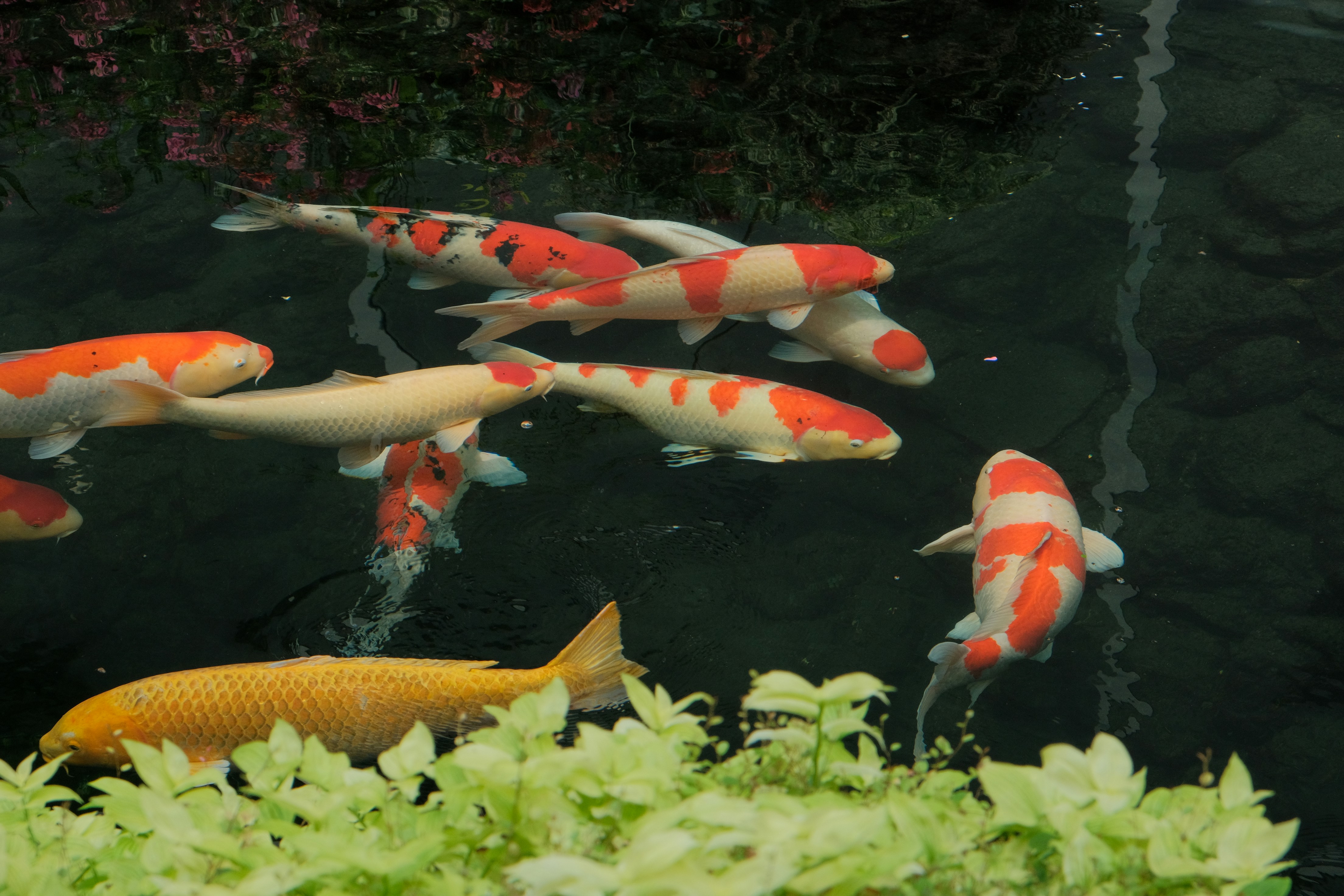 Crystal clear aquarium water with healthy fish