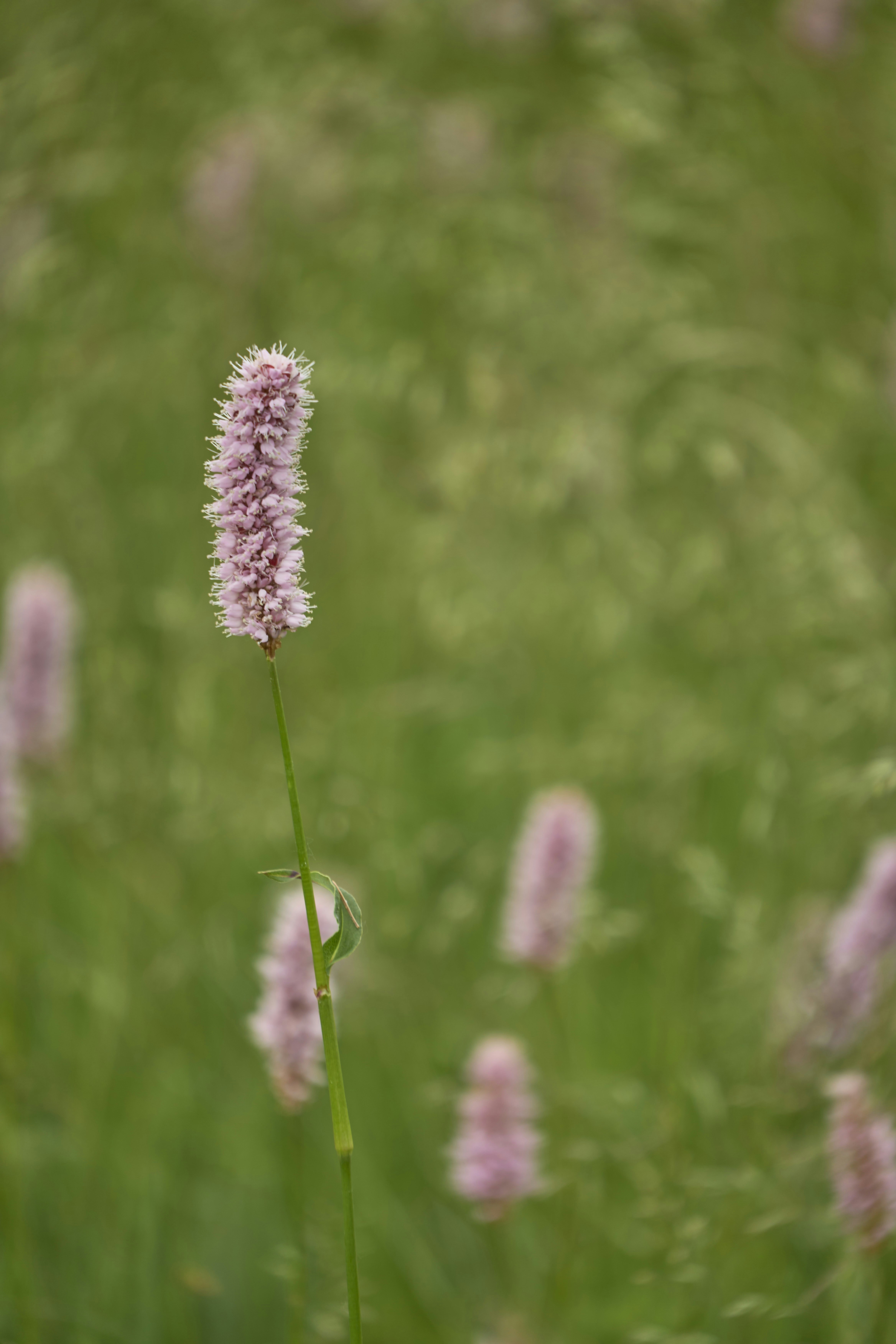 Photo by wolfgang_hasselmann