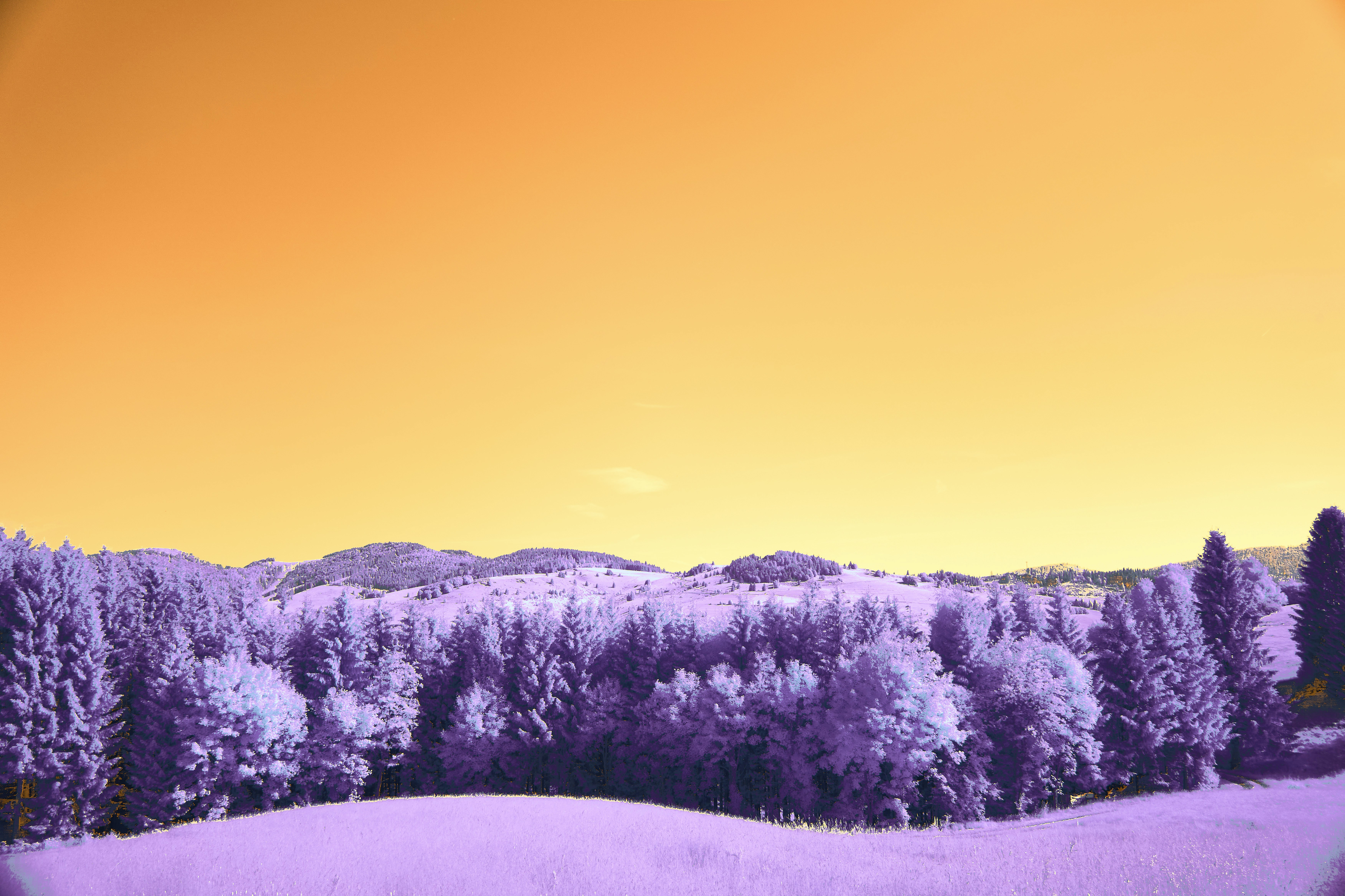 Photo by wolfgang_hasselmann