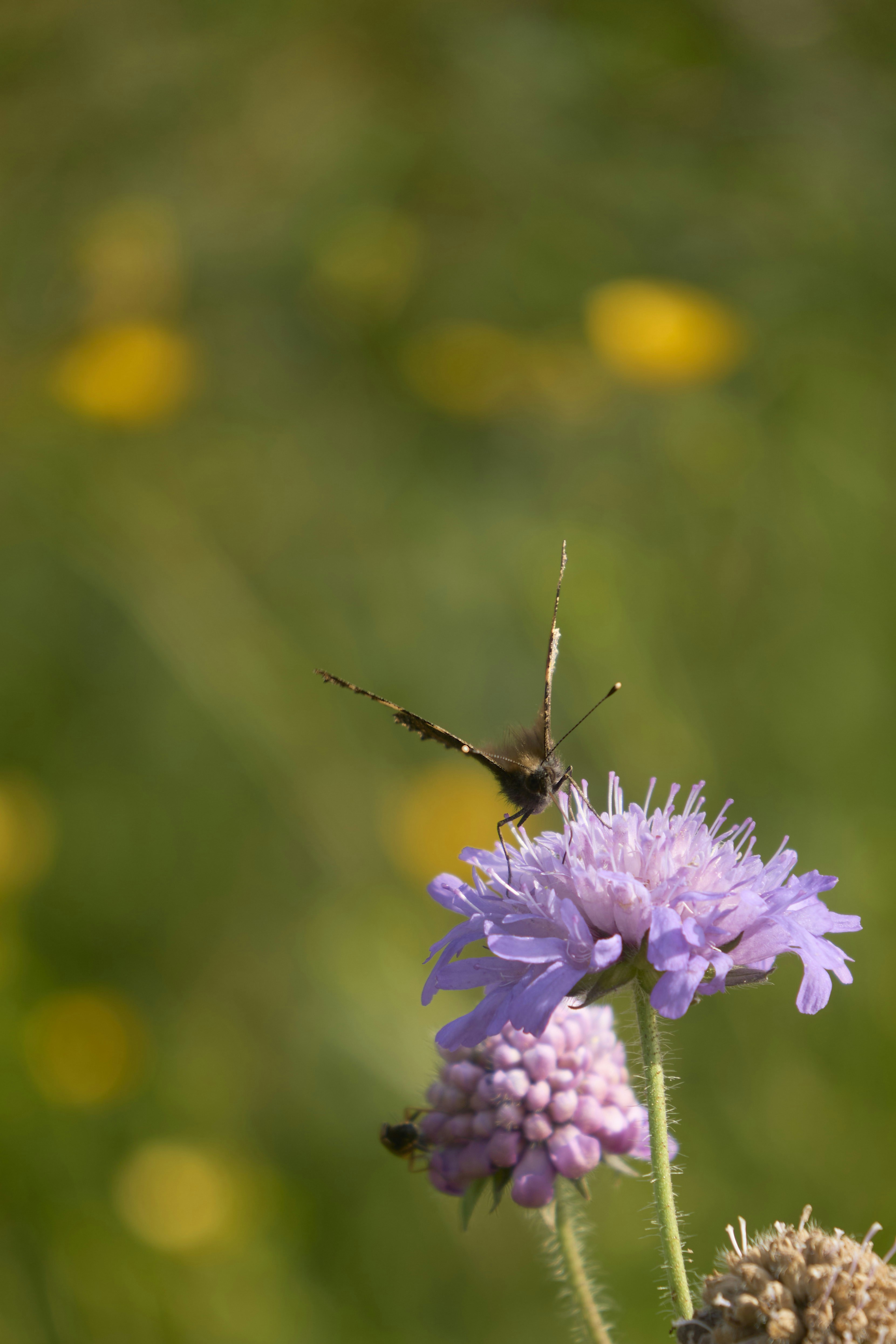 Photo by wolfgang_hasselmann