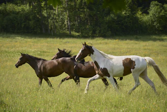 Horses gallop freely through a grassy field.