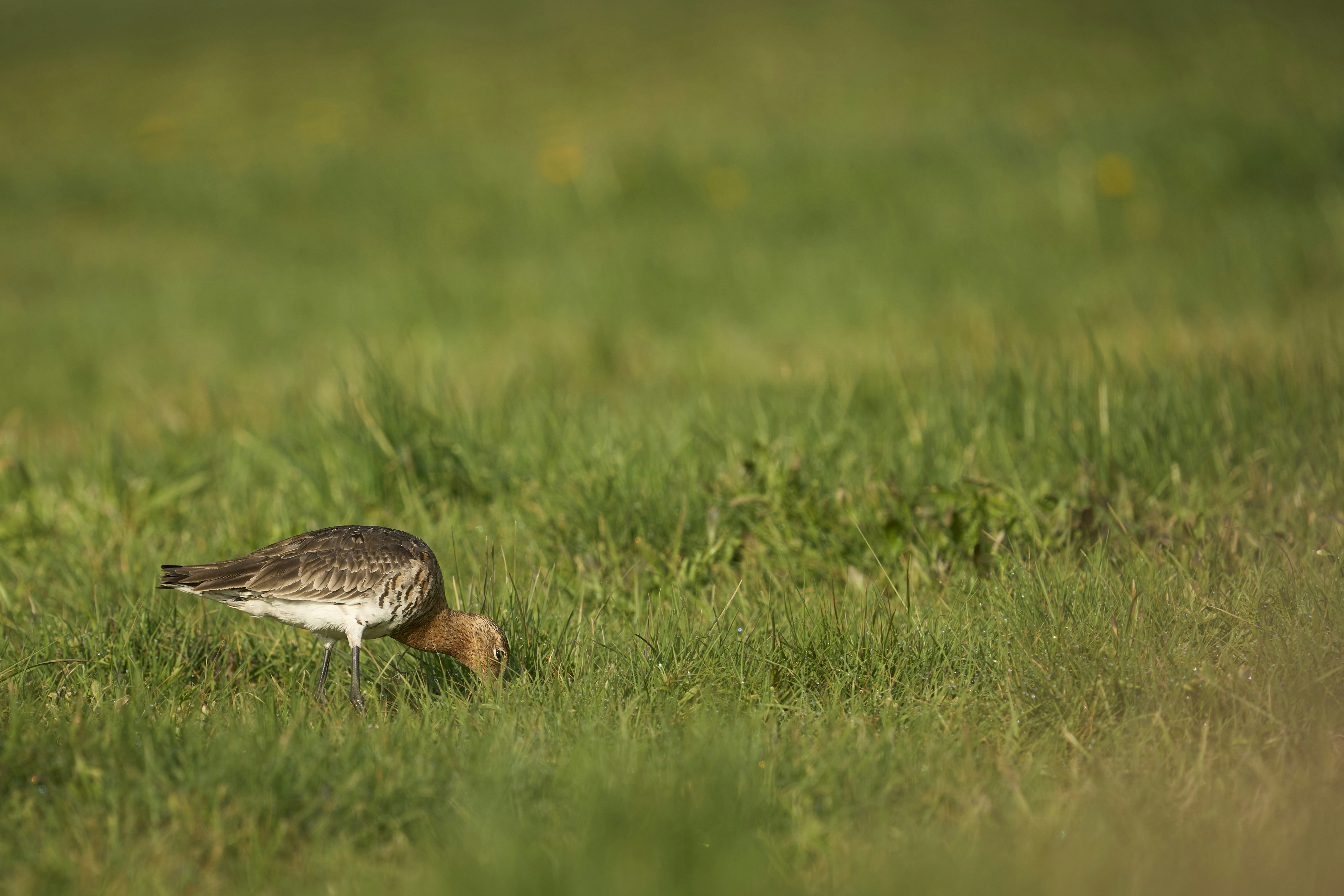 Photo by wolfgang_hasselmann