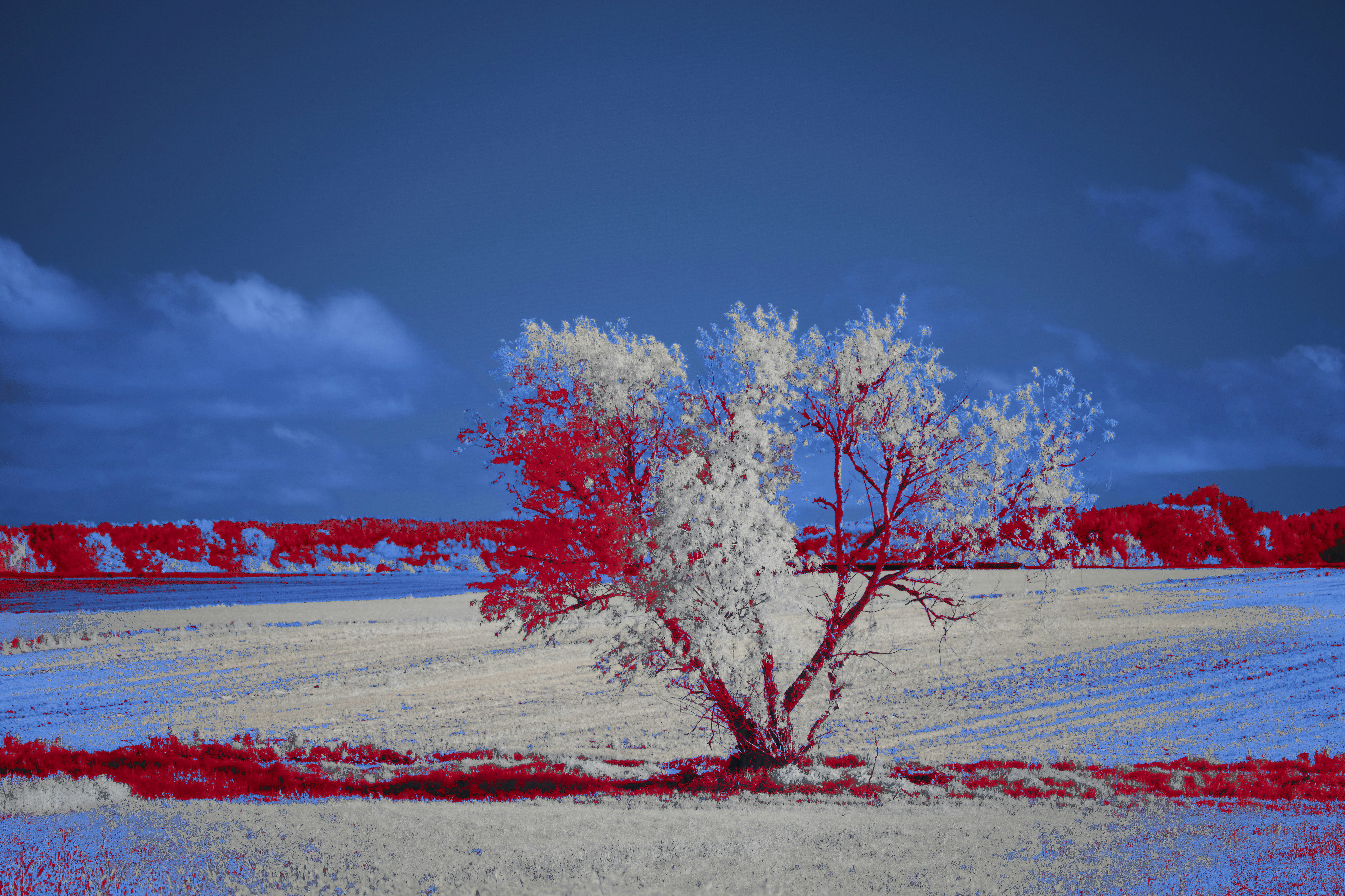 Photo by wolfgang_hasselmann