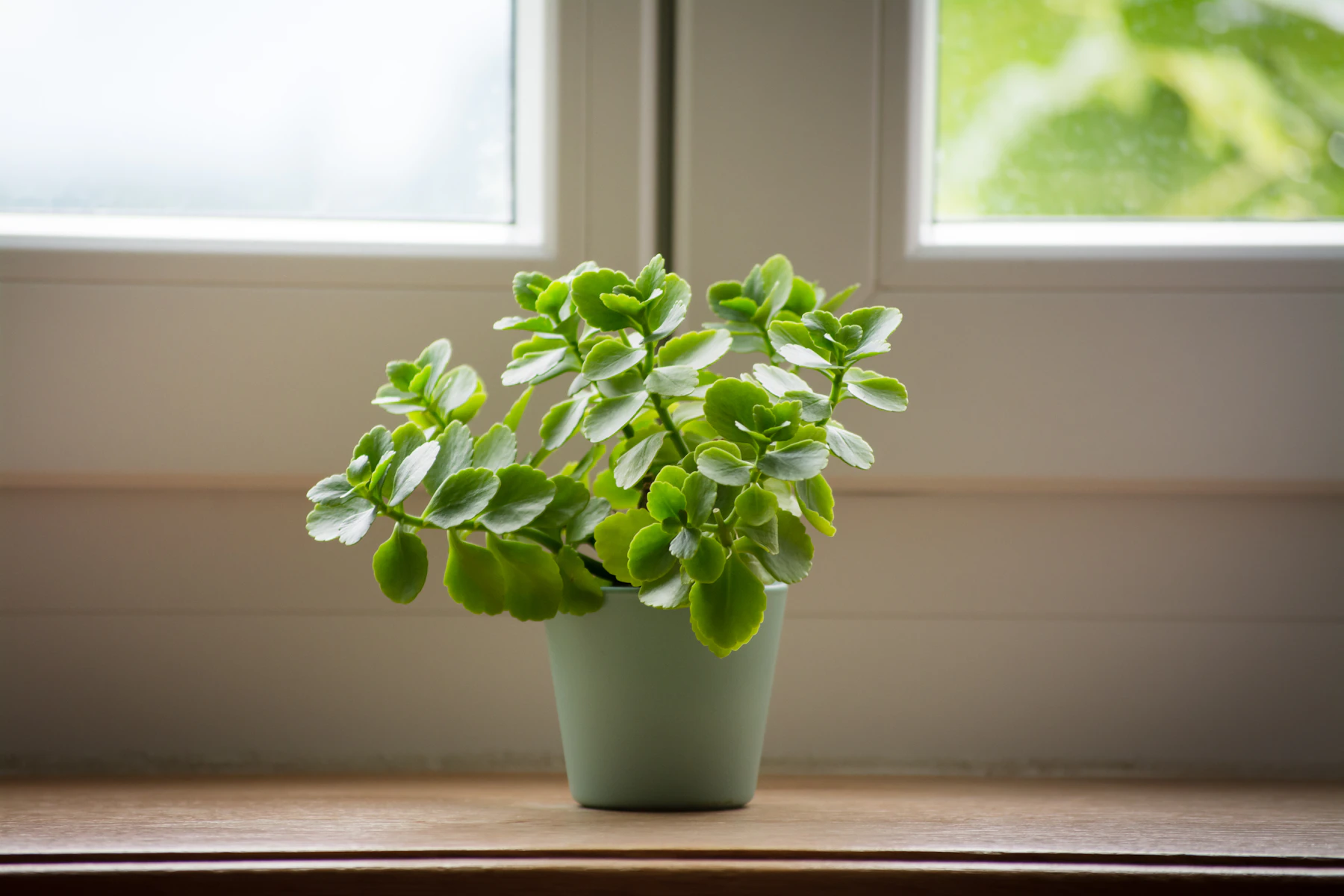 Une plante en pot posée sur un rebord de fenêtre, lumière naturelle du matin