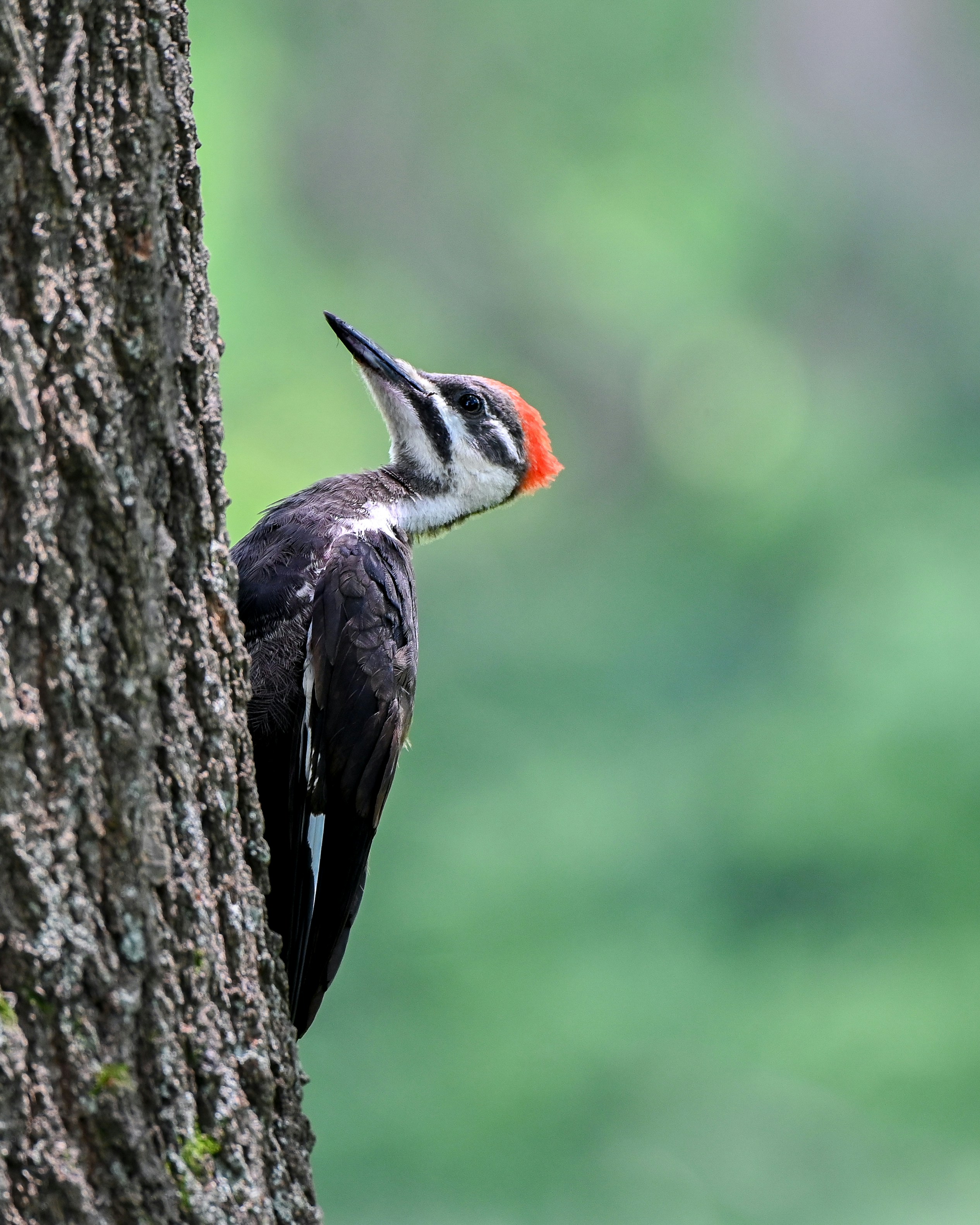 A pileated woodpecker perches on a tree.