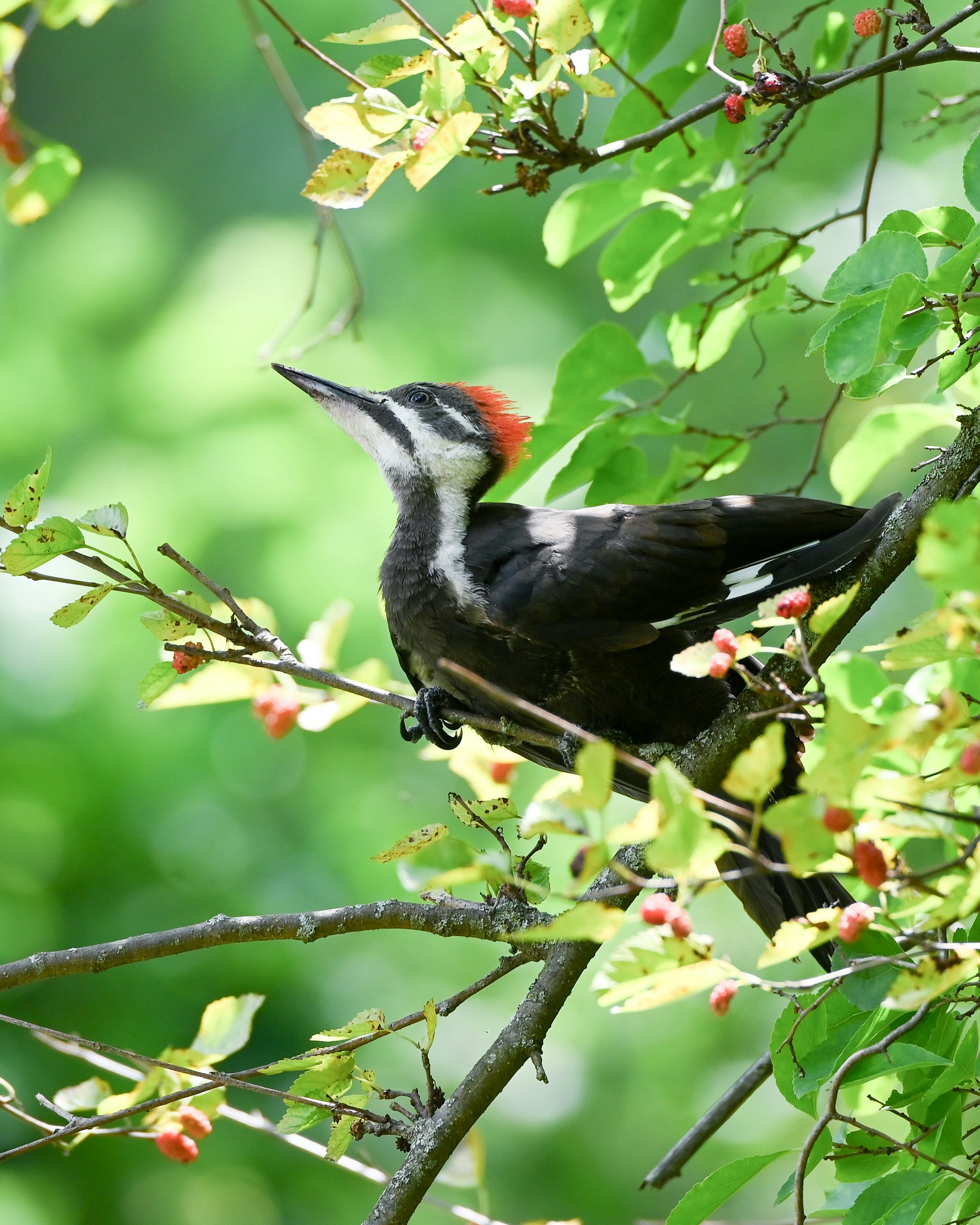 A pileated woodpecker perches on a leafy branch.