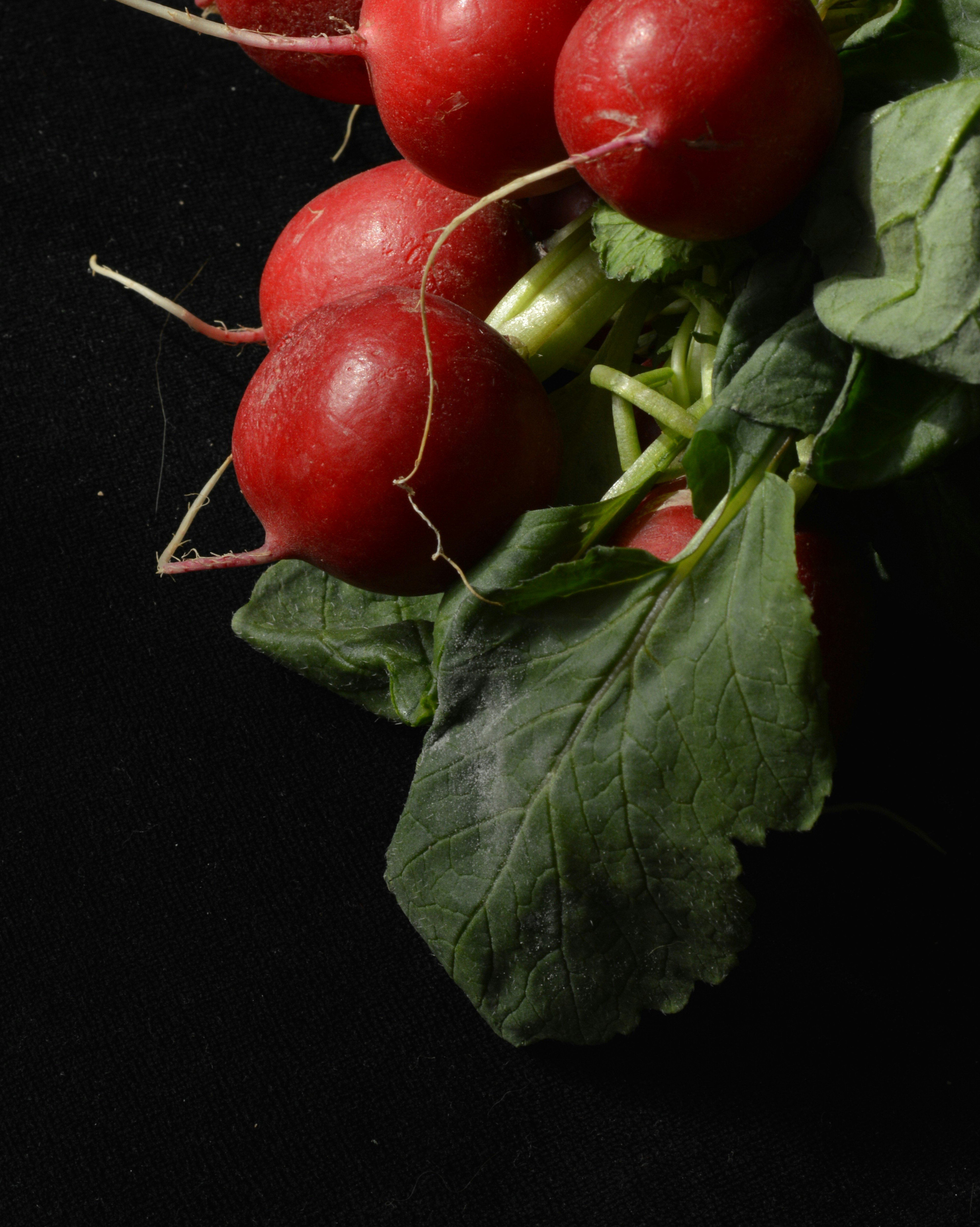 Red radishes with green leaves are shown.