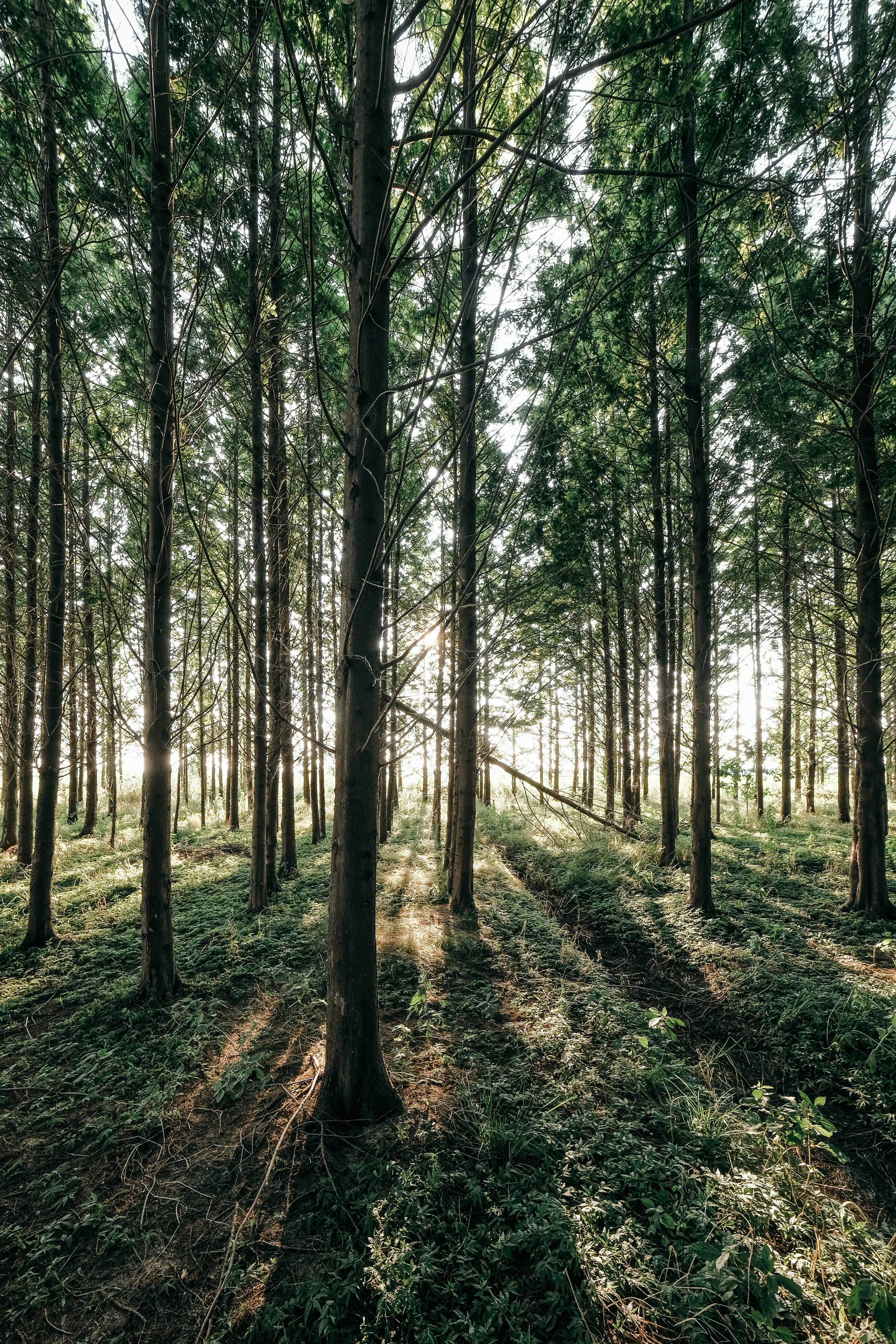 Photo by insungpandora