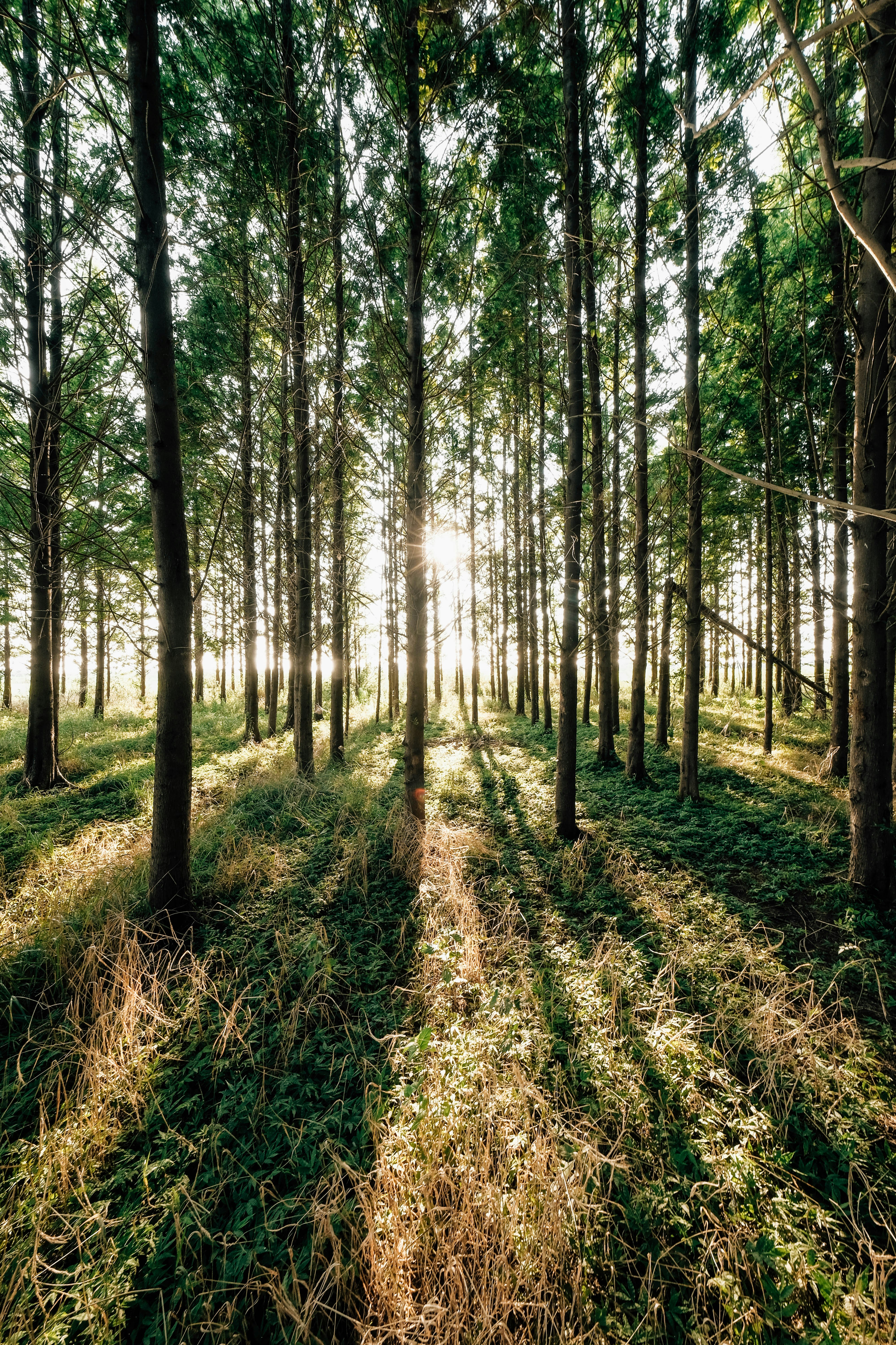 Photo by insungpandora