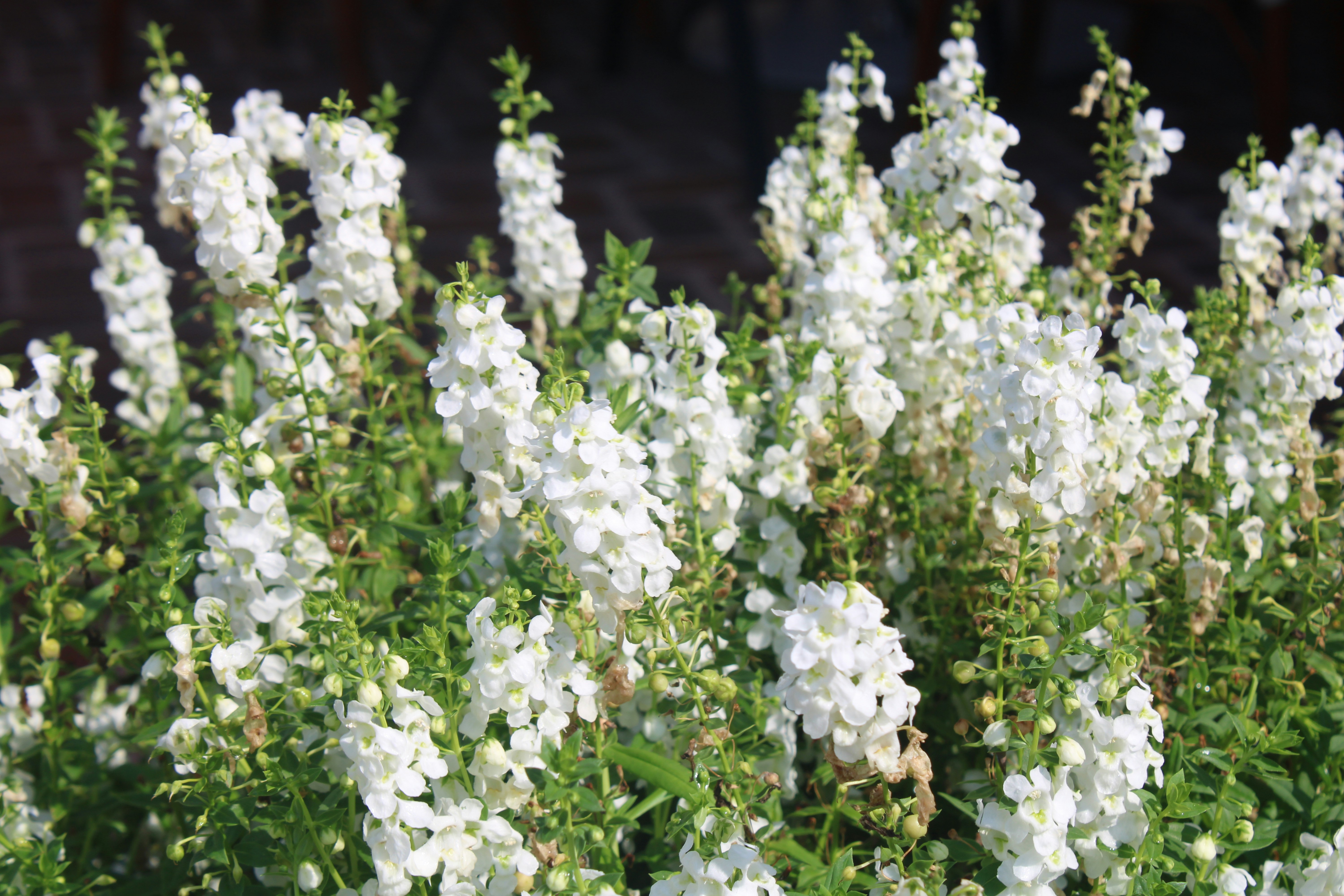 White snapdragons bloom abundantly in the garden.