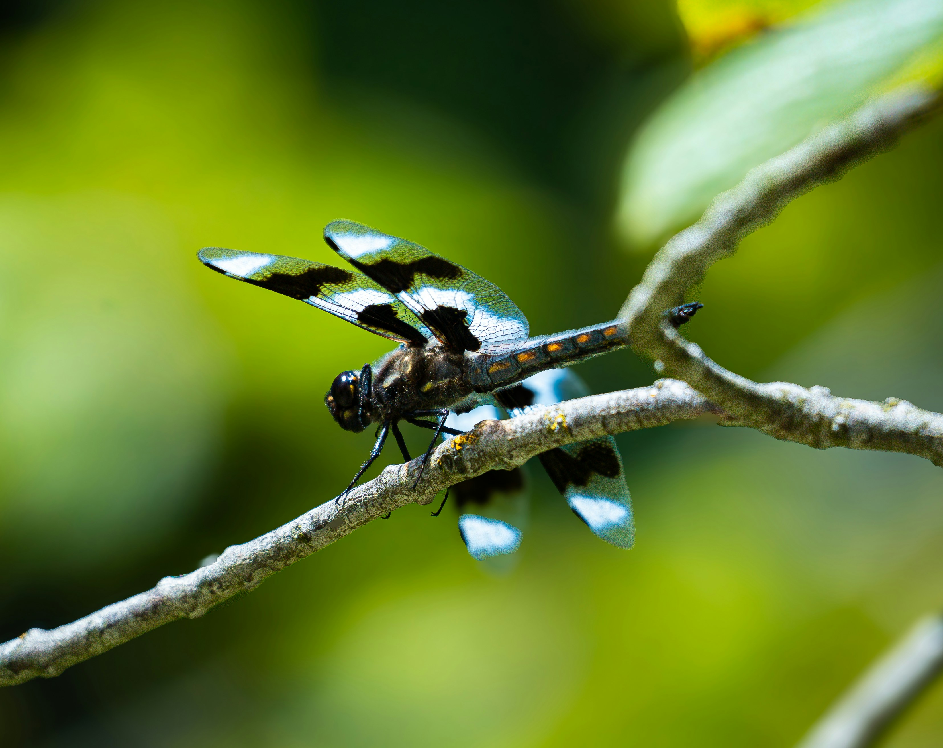Una libélula descansa sobre una rama delgada - Foto gratuita en Unsplash