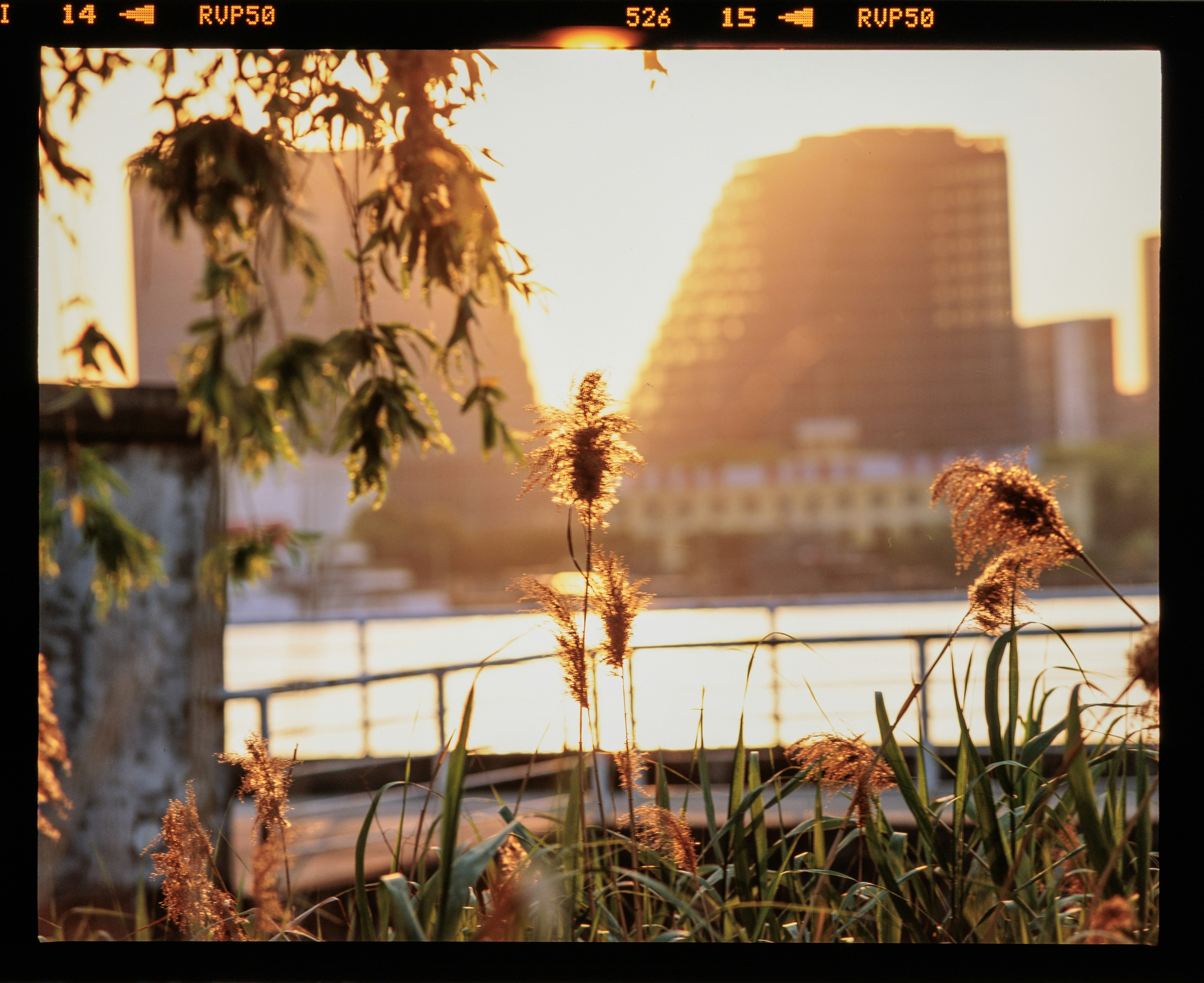 Le coucher de soleil brille sur les bâtiments et les plantes de la ville.