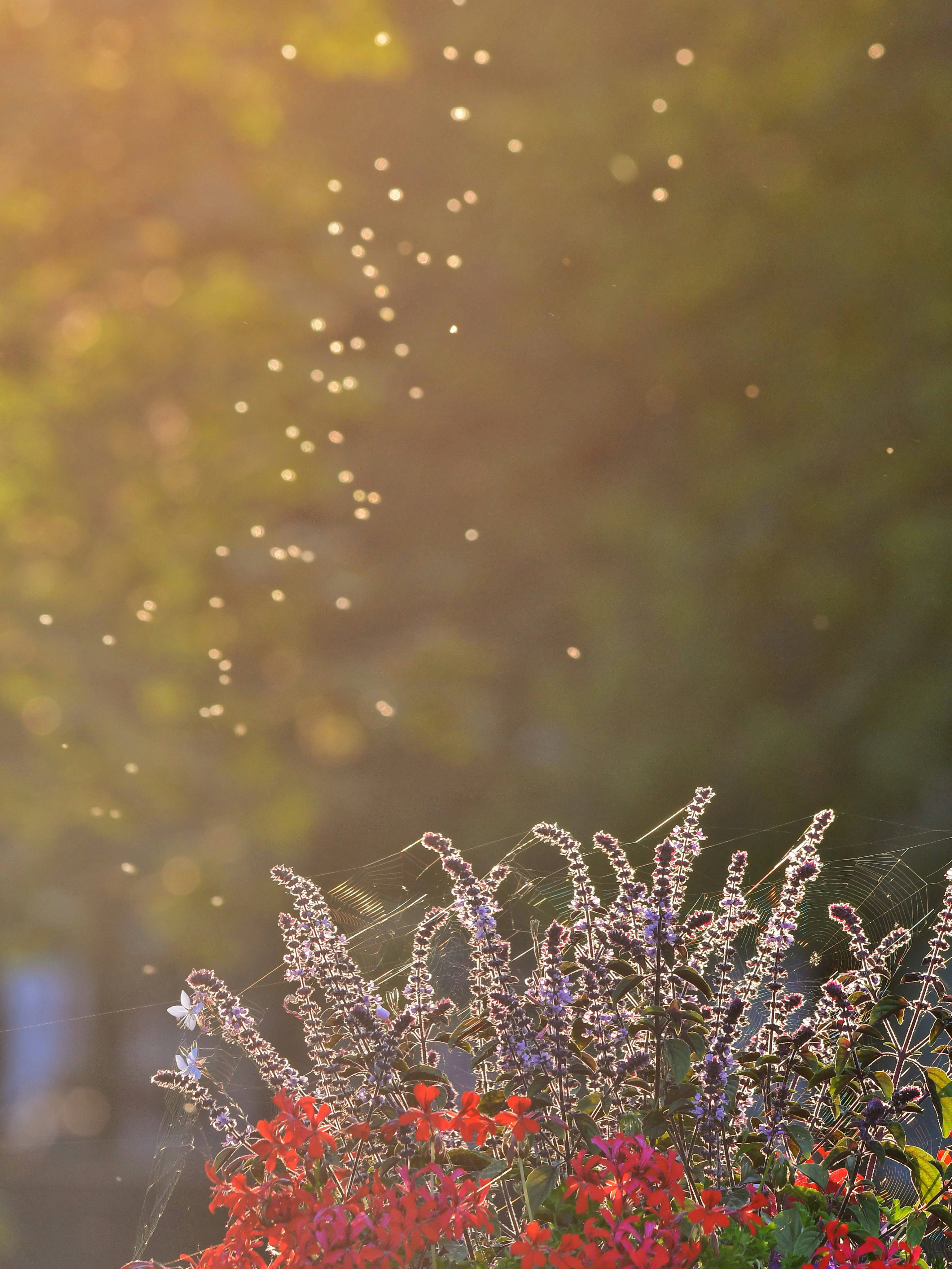 Photo by pedrino5_official