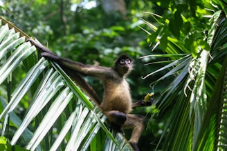 A monkey reaches from a tree branch.