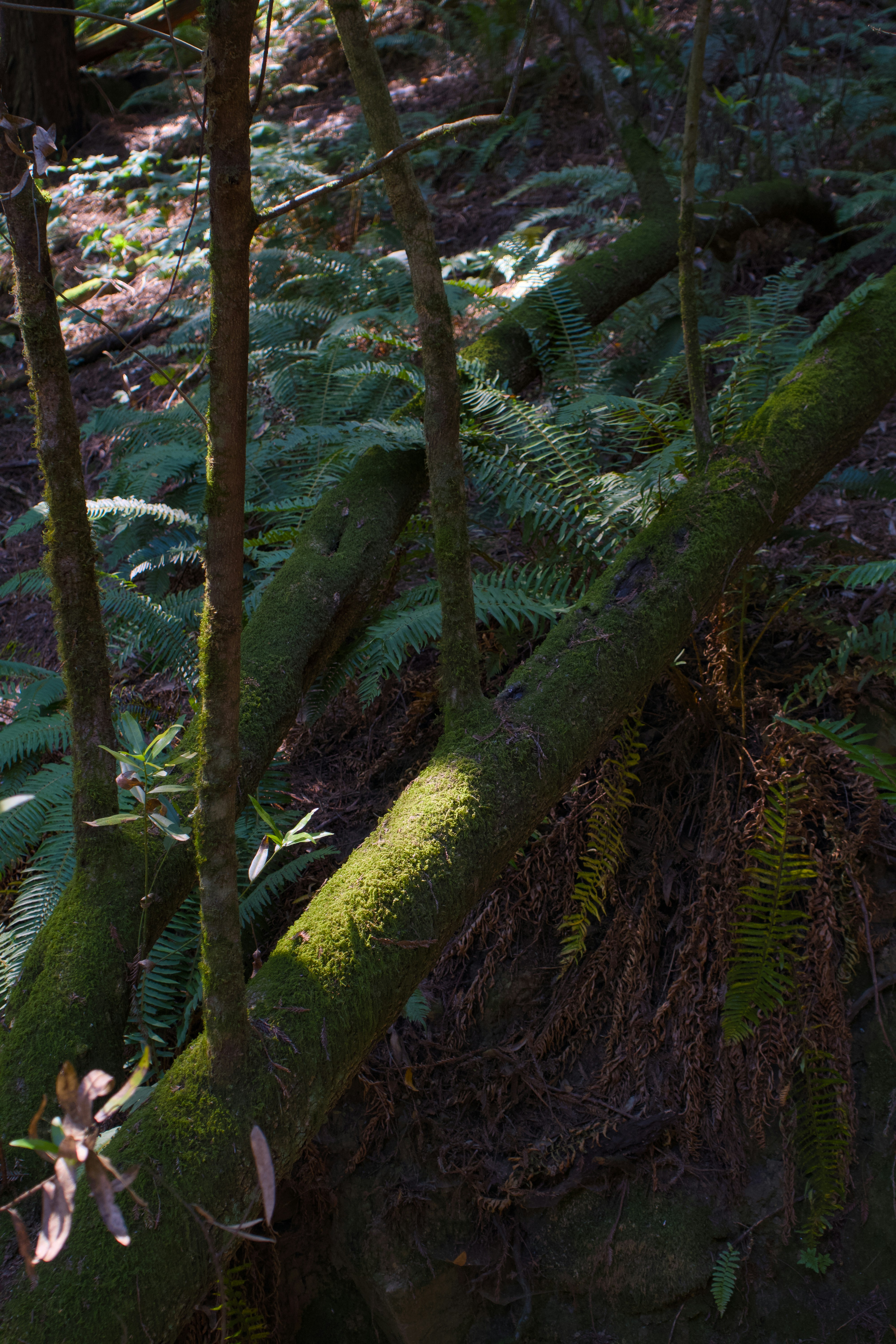 Sunlight illuminates mossy tree branches and ferns.