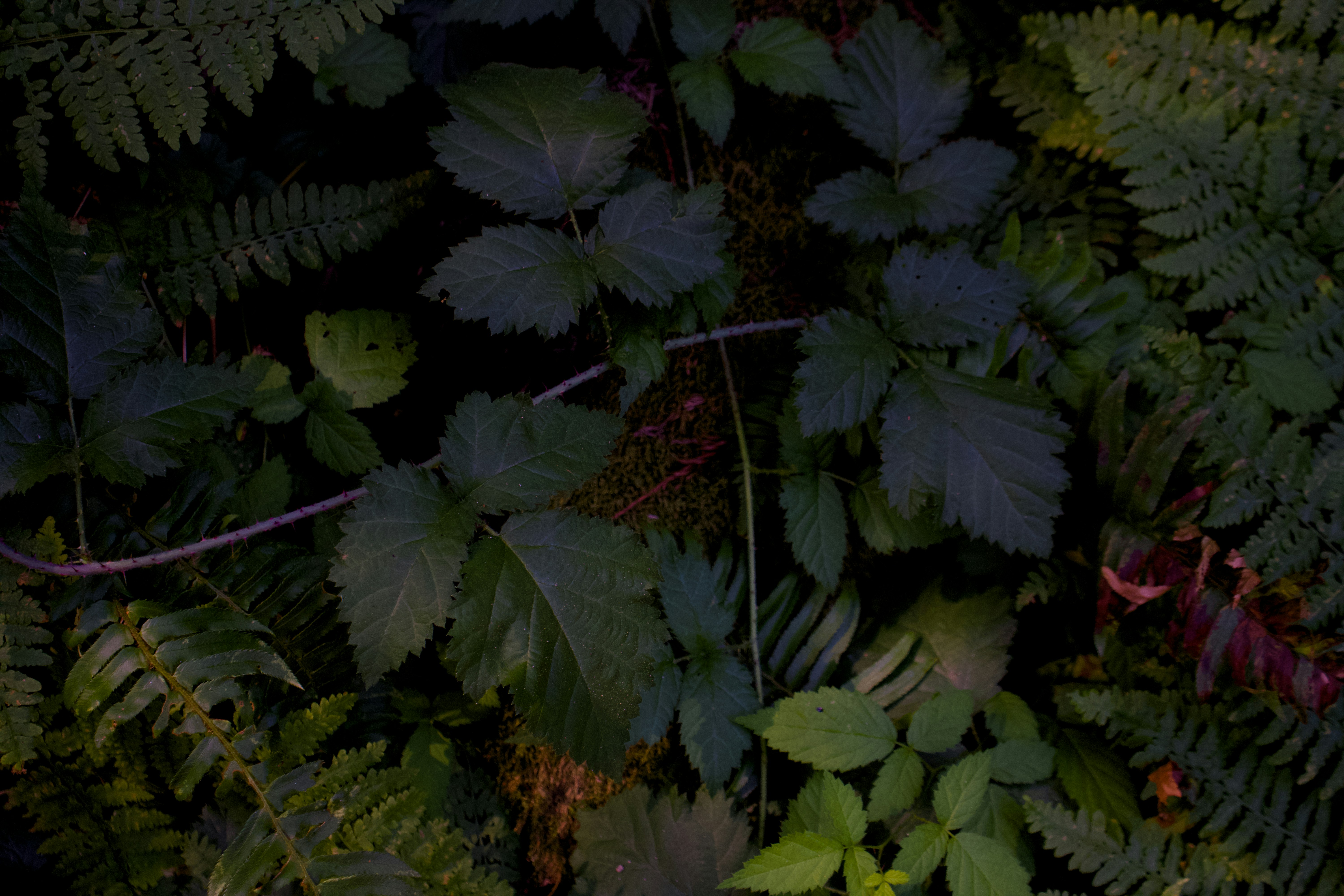 Dark, lush green foliage fills the image.