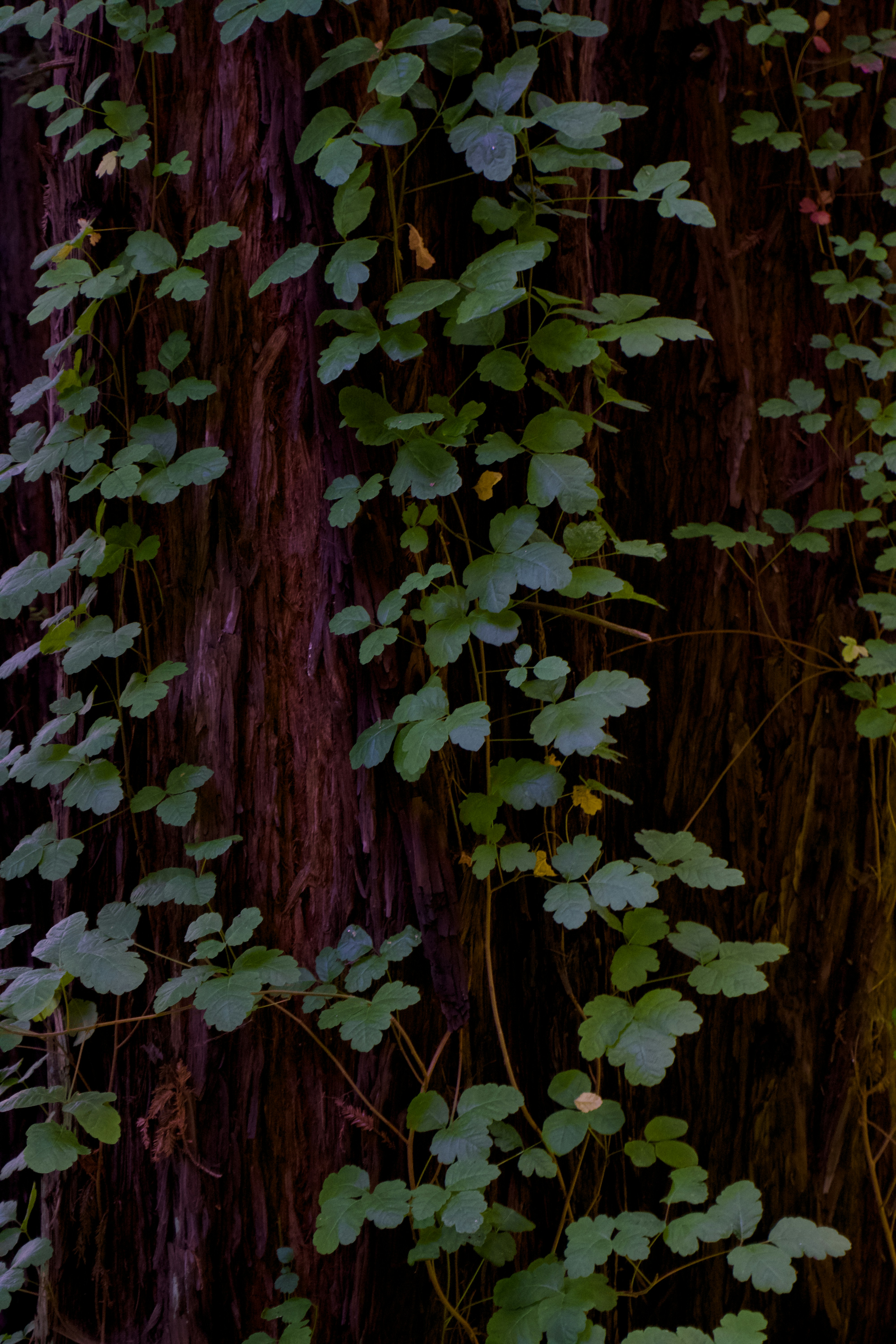 Vines cascade down a textured, dark tree trunk.