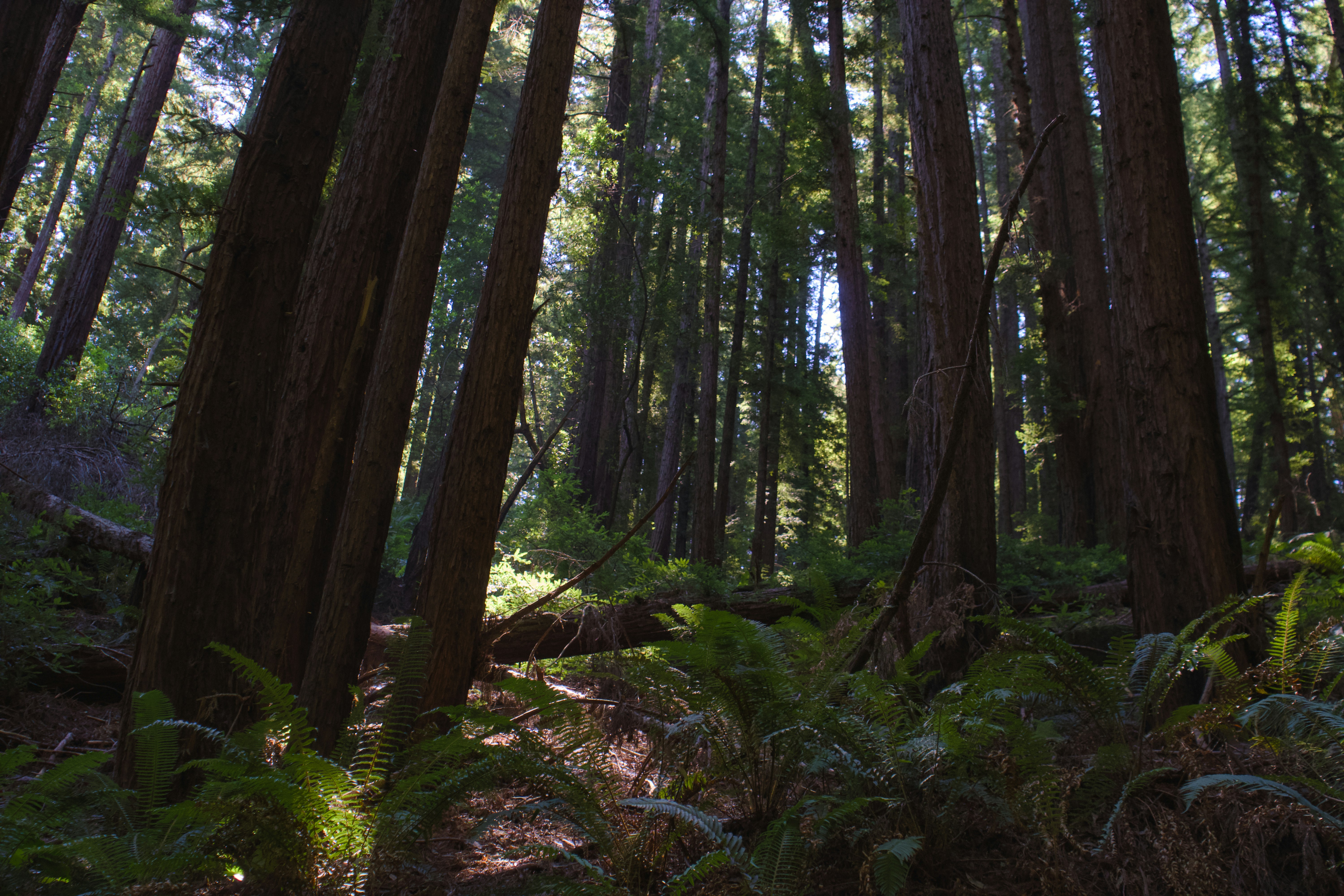 Tall trees reach for the sky in a forest.