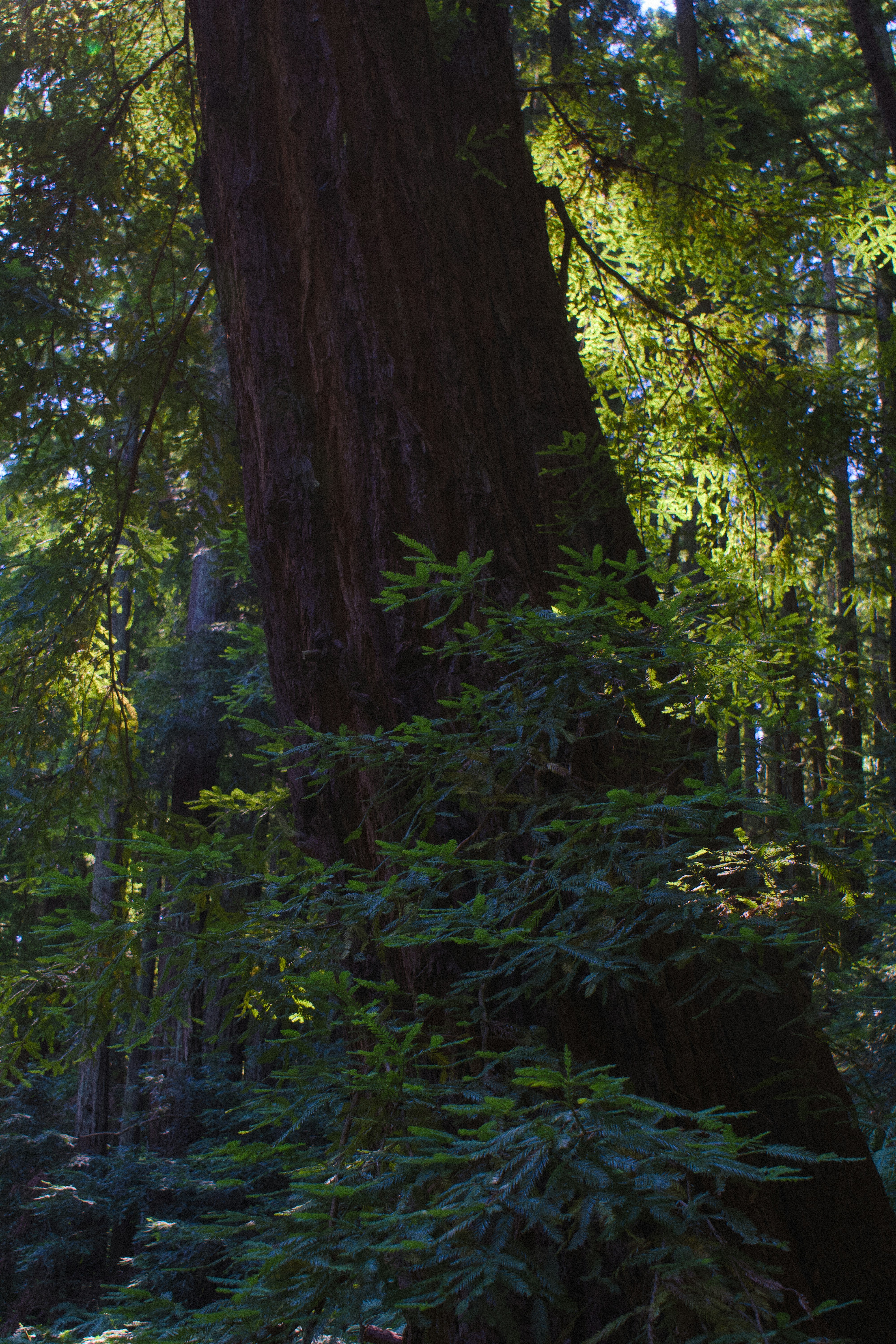 Giant redwood tree in a sunlit forest.