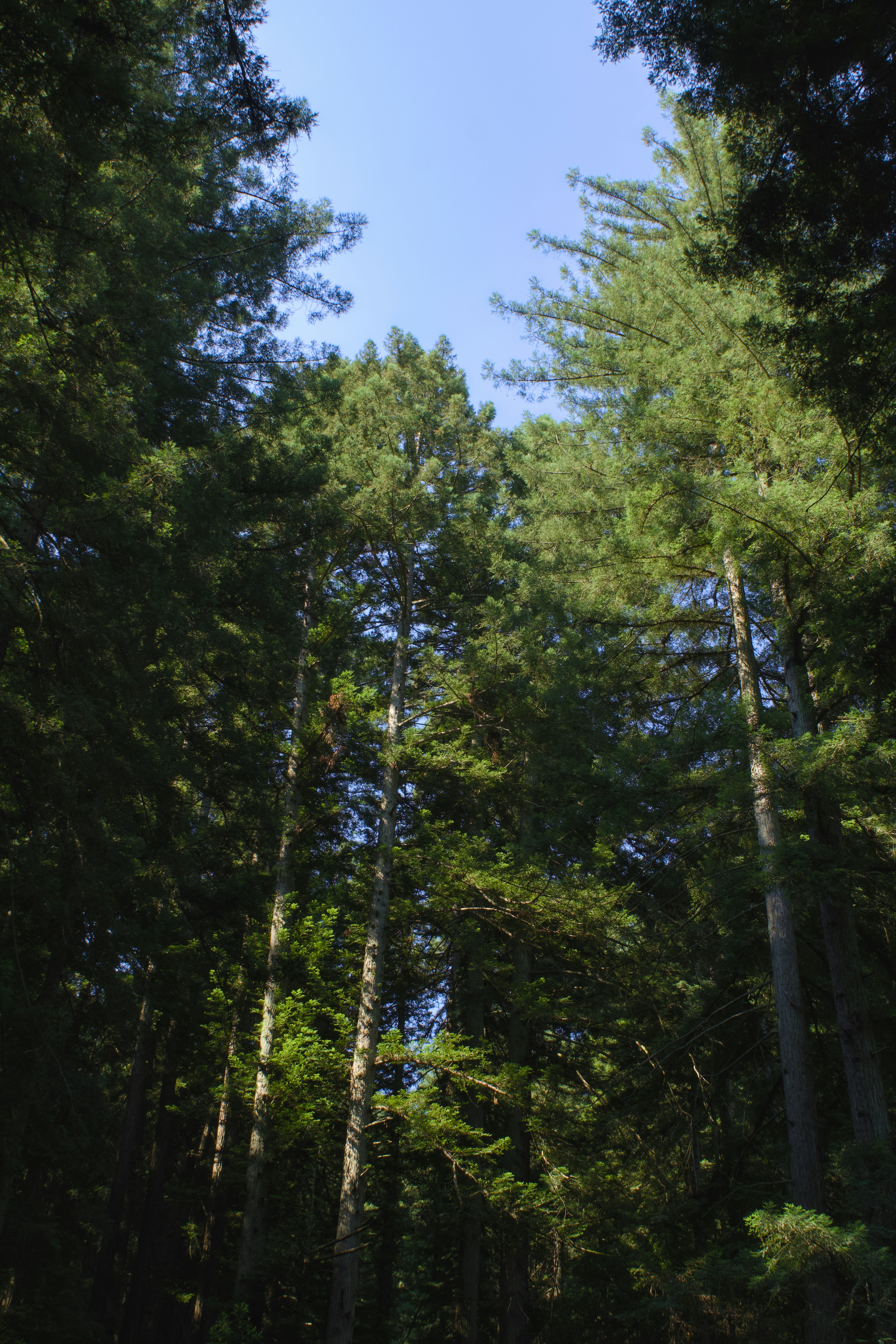 Tall trees reach toward the bright blue sky.