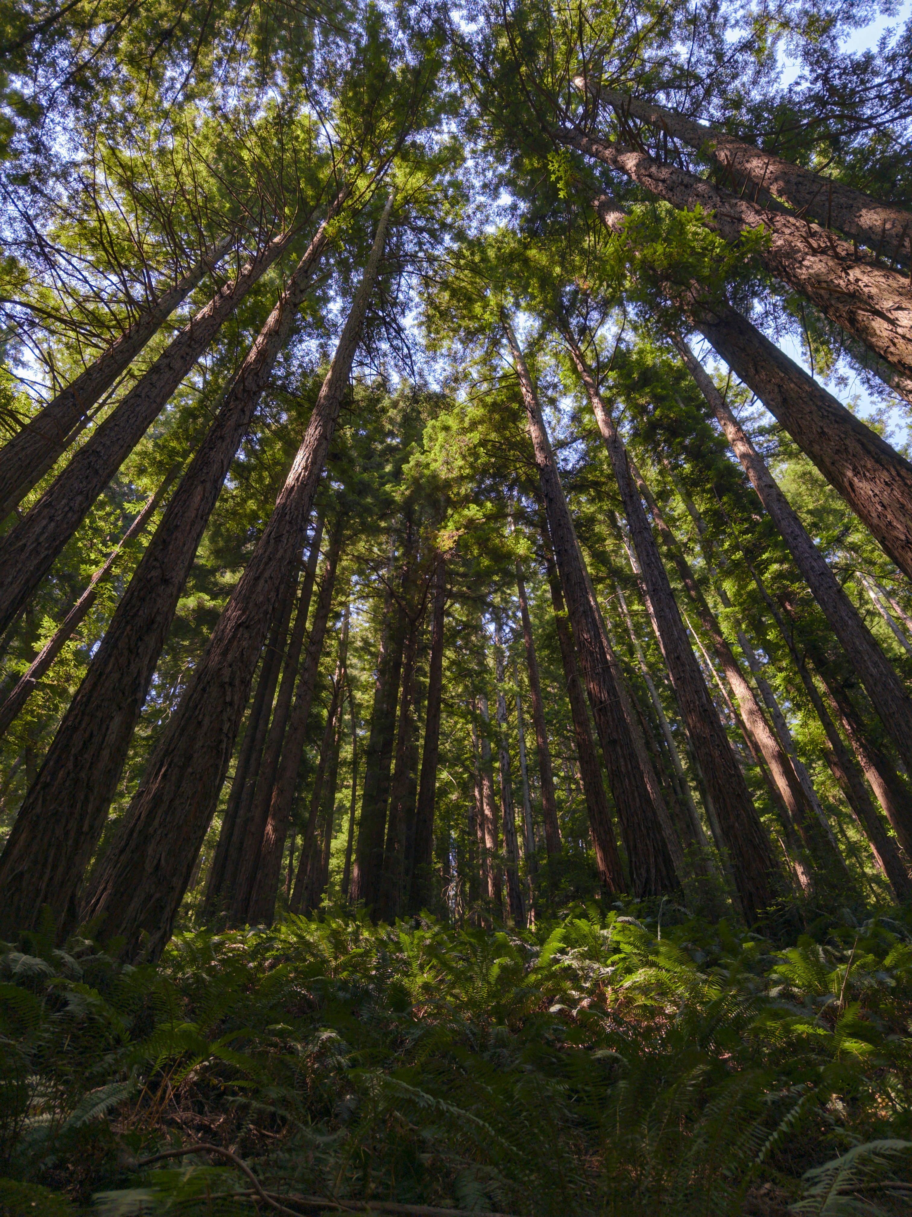 Towering redwood trees reach towards the sky.