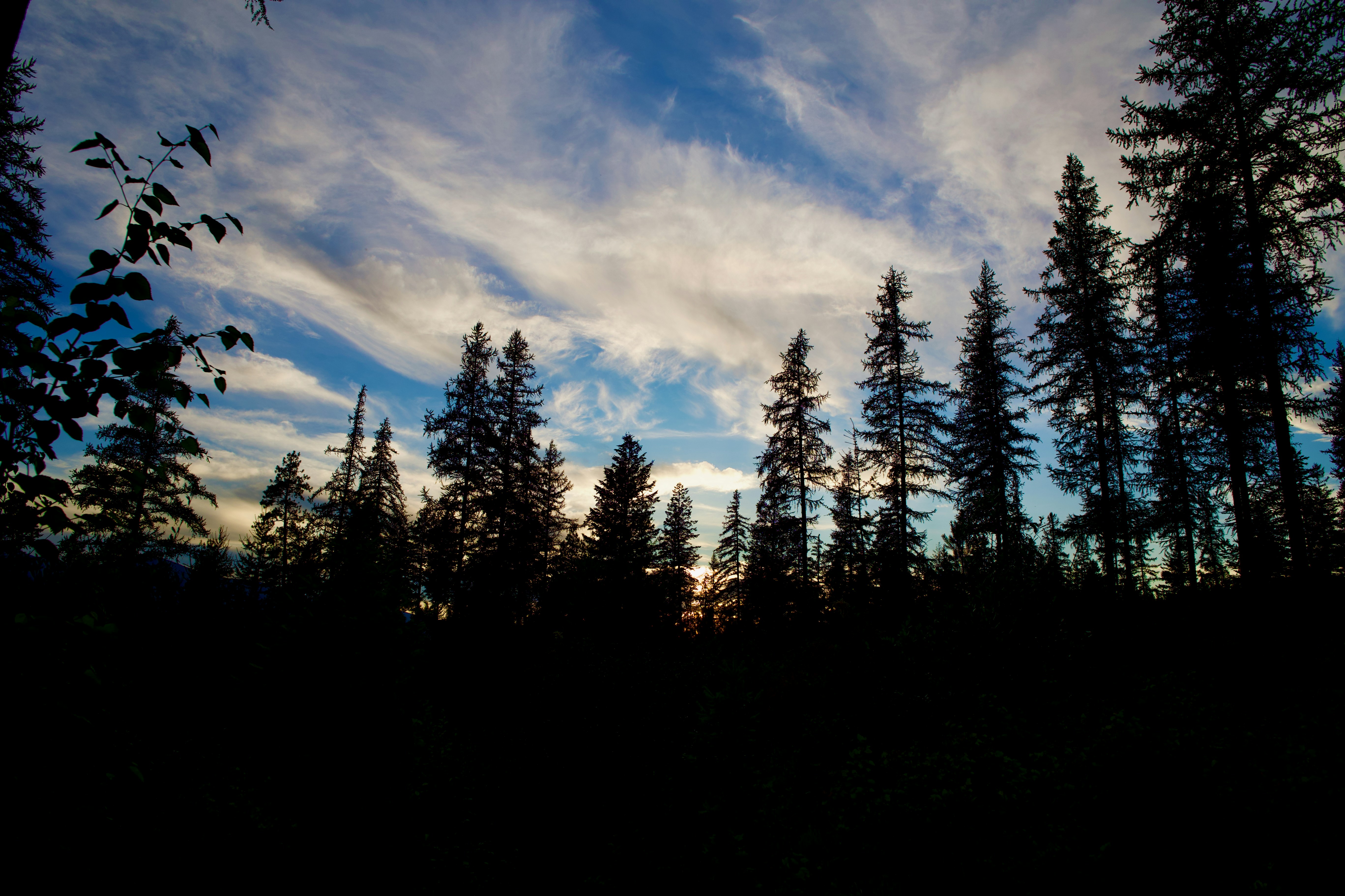 Photo by city2forest