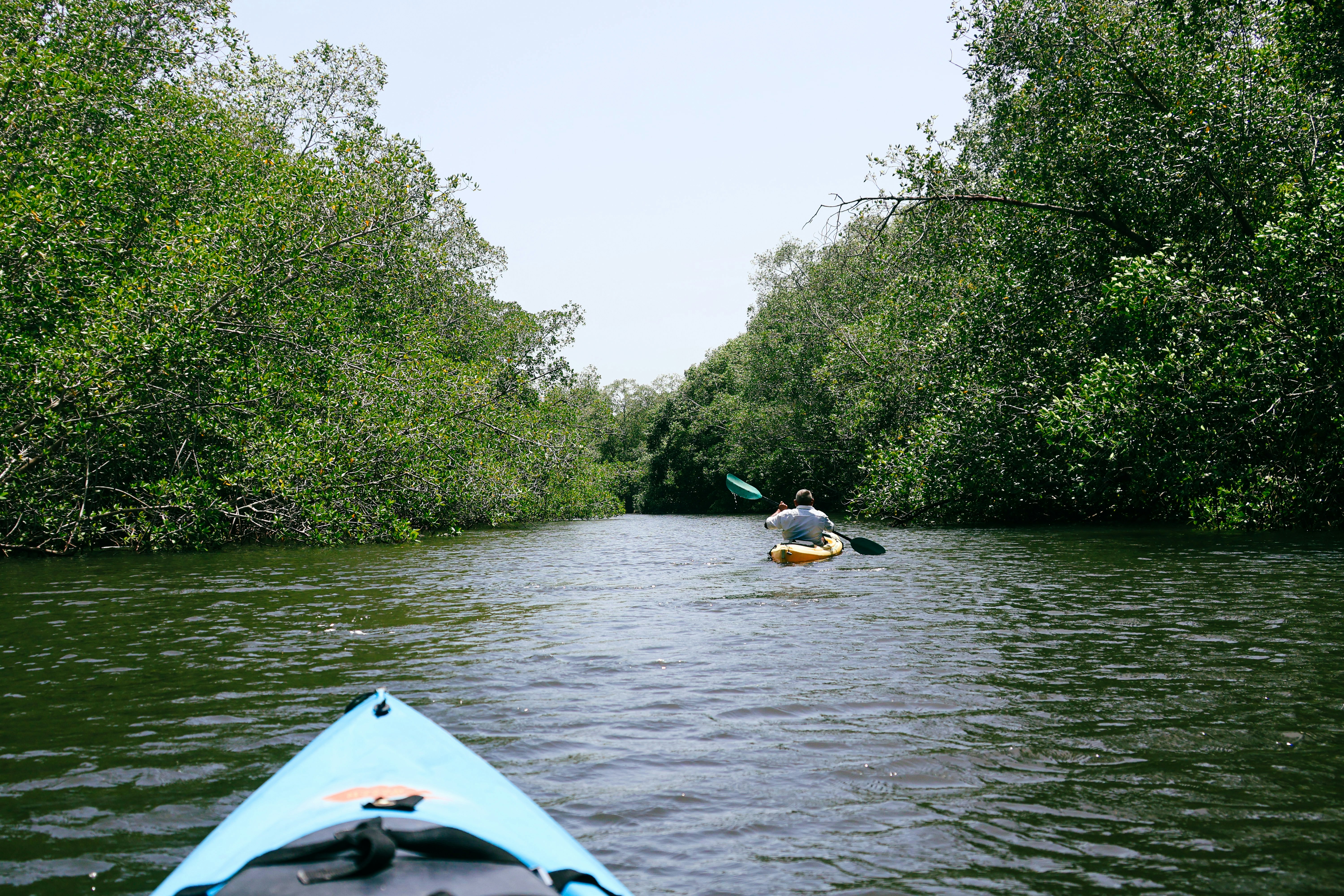 Kayakers explore a river surrounded by lush trees.