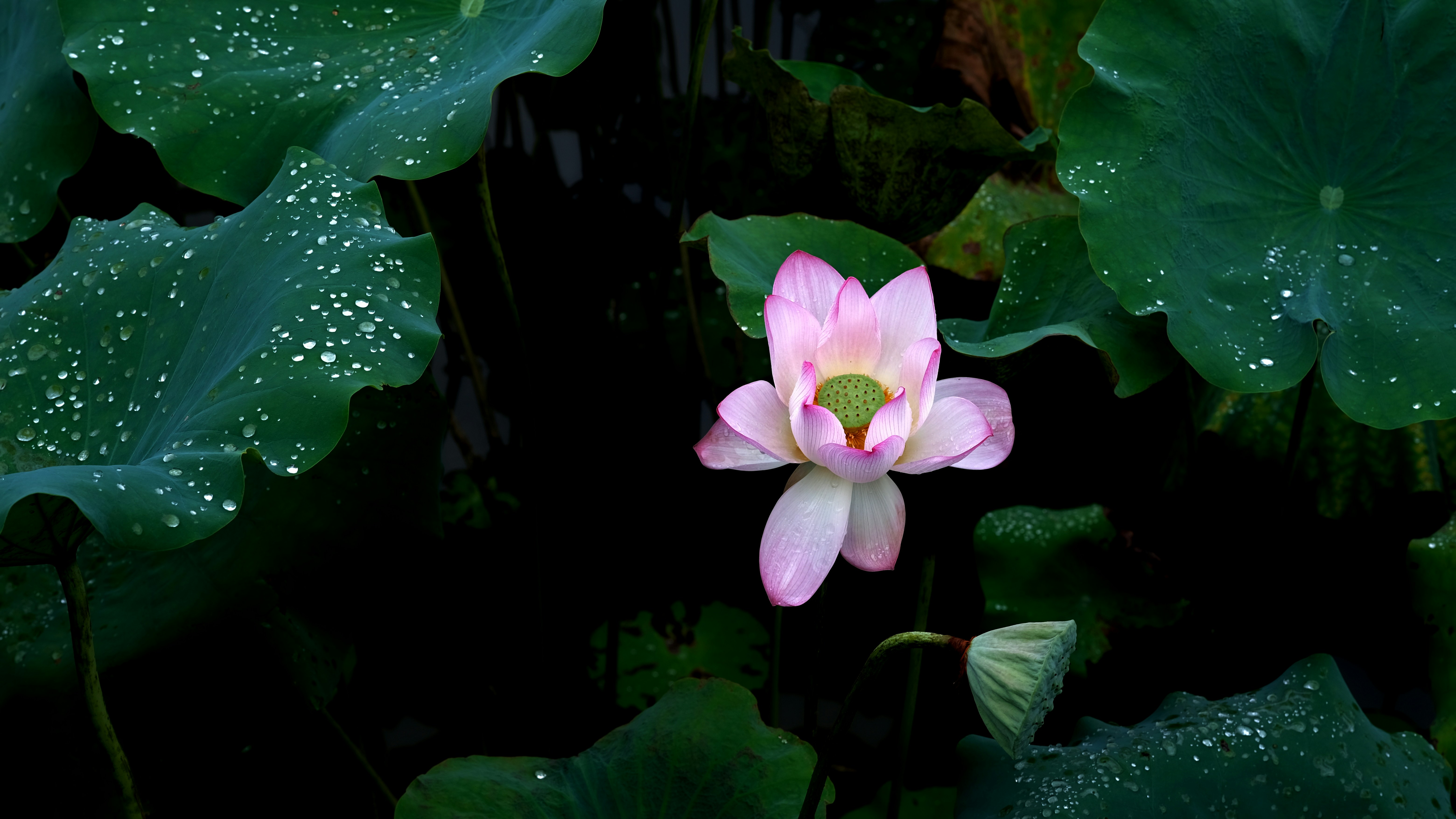Pink lotus flower surrounded by green leaves.