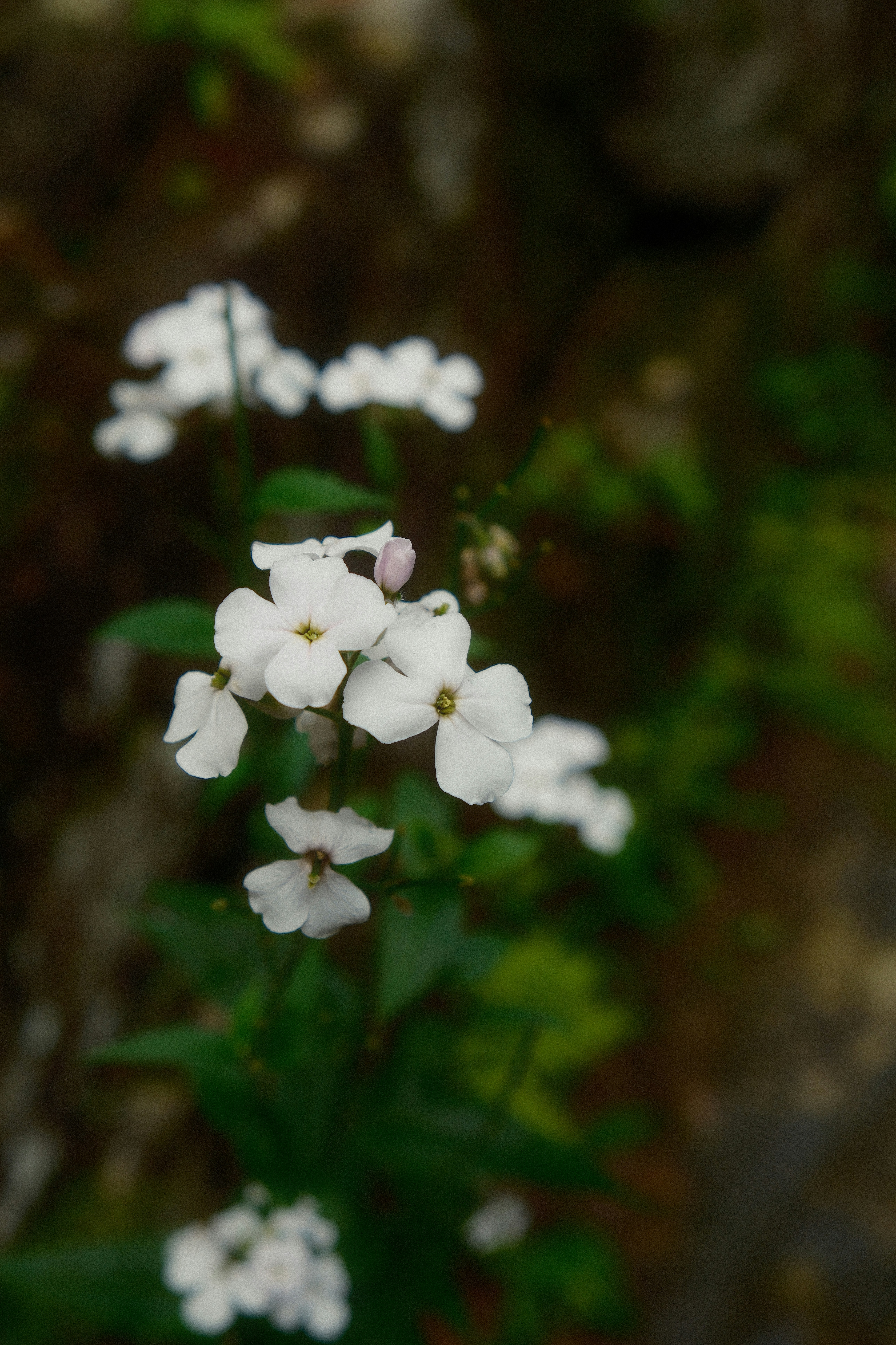 Photo by lilu99