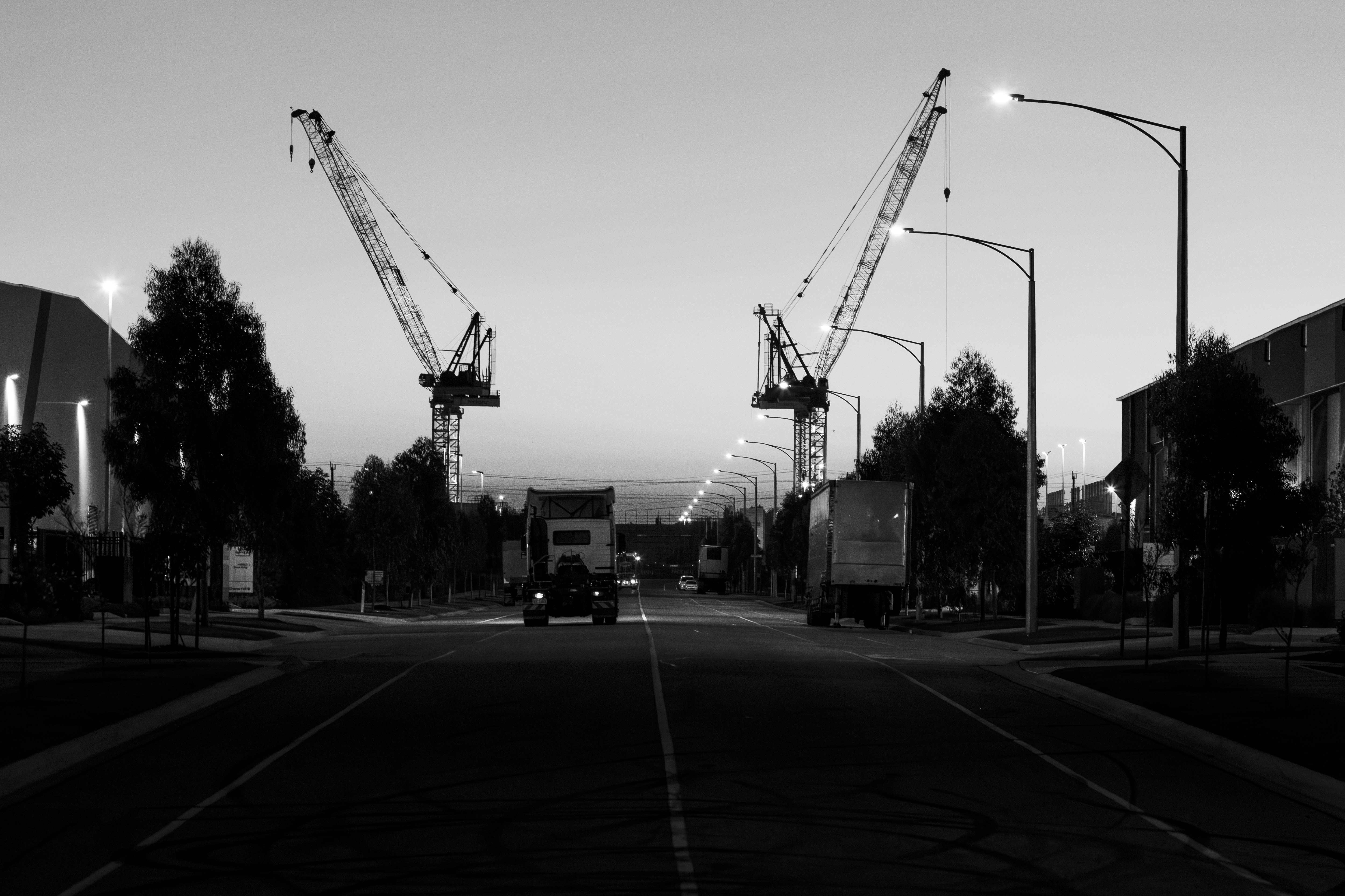 Cranes stand on a road at dusk.