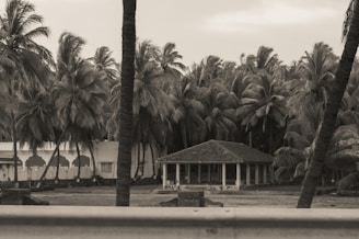 A bungalow is surrounded by lush palm trees.