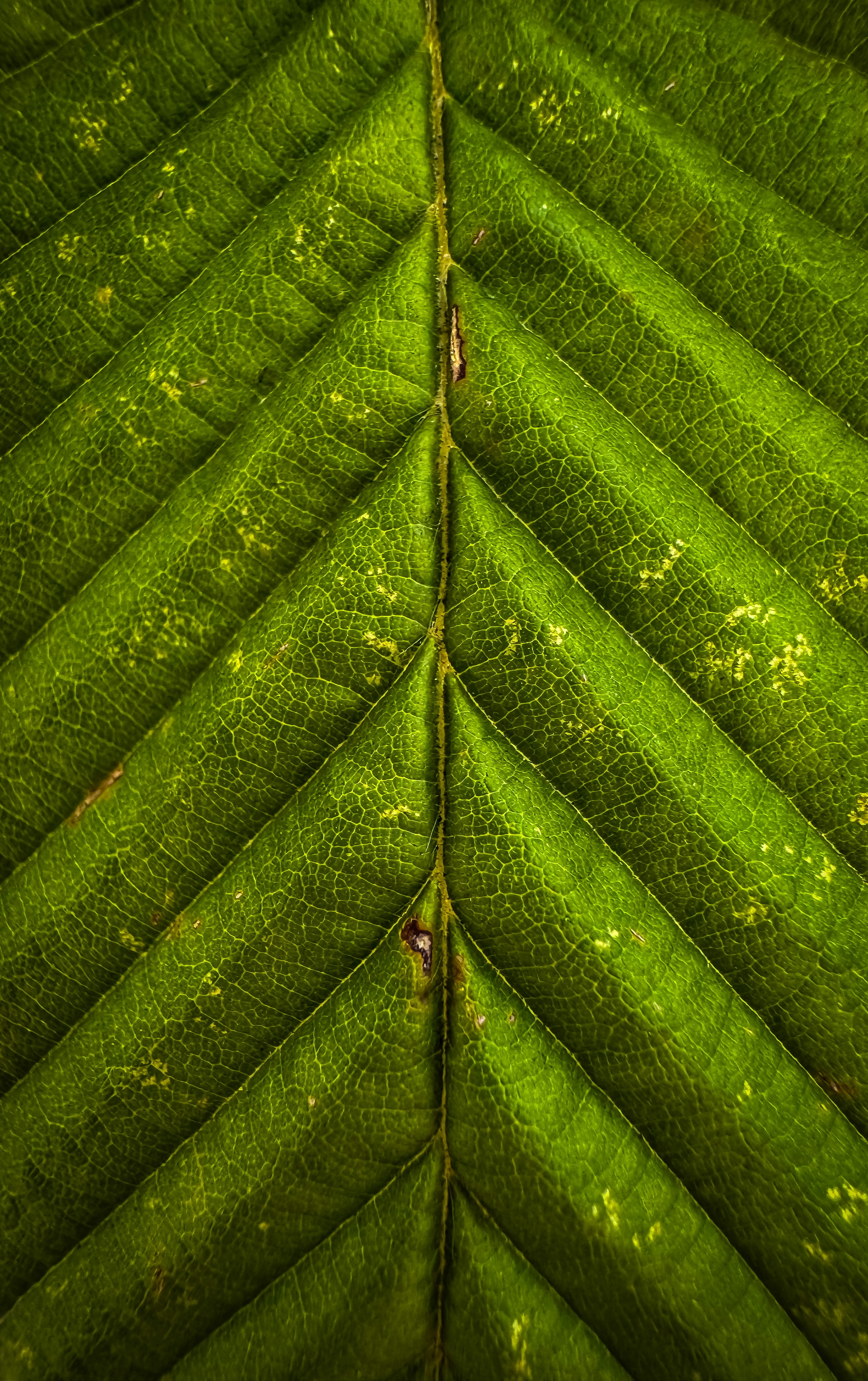 Close-up of a green leaf’s veins.