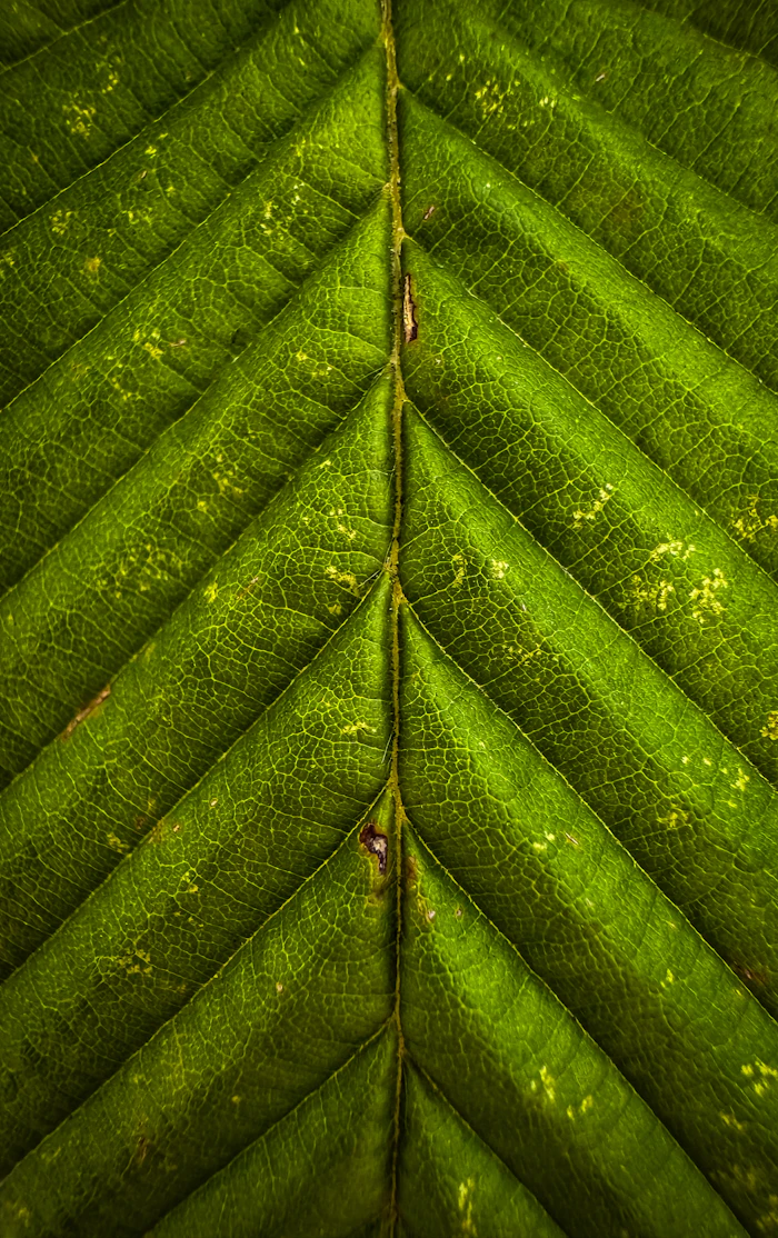 Close-up of a crop leaf