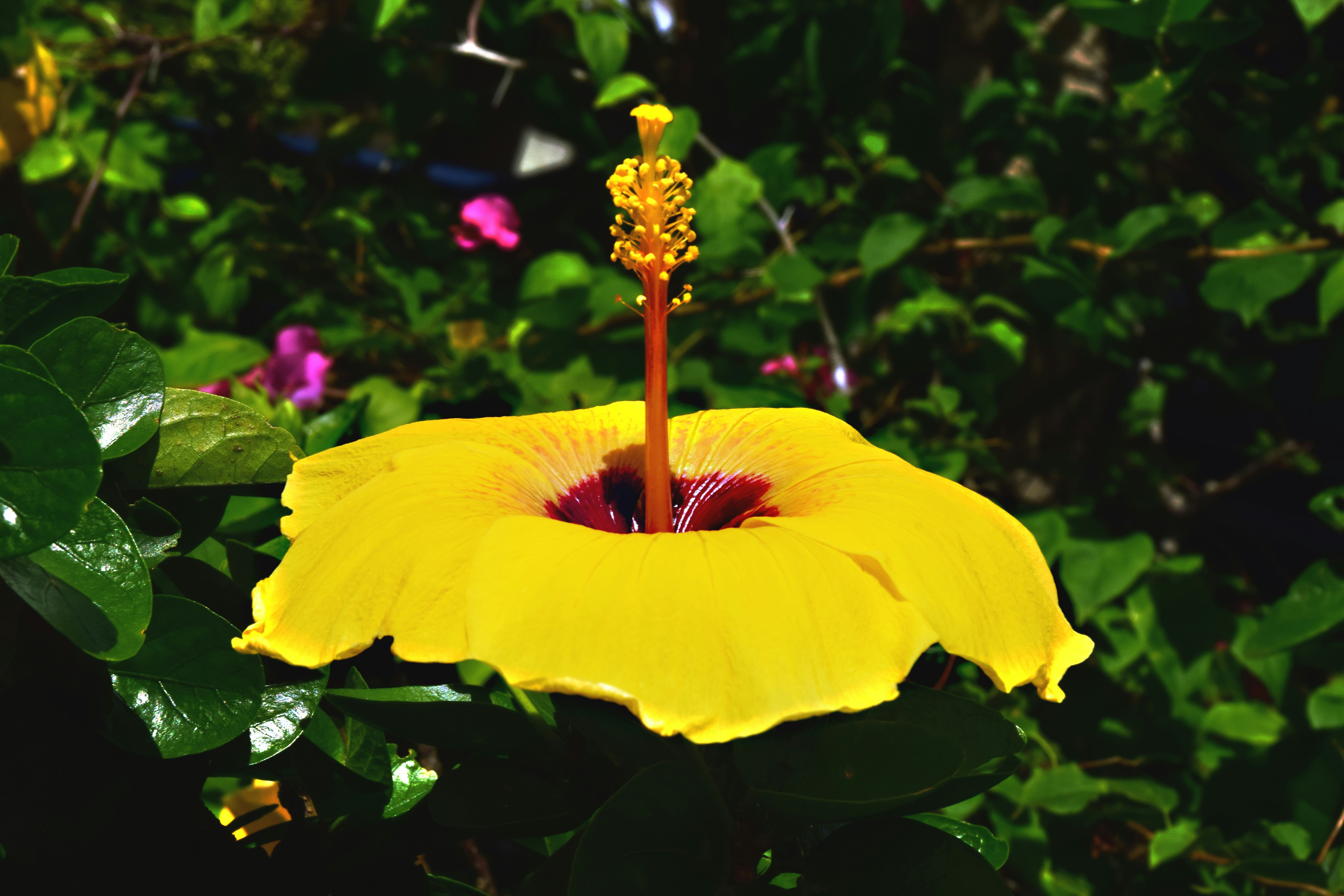 A bright yellow hibiscus flower blooms.