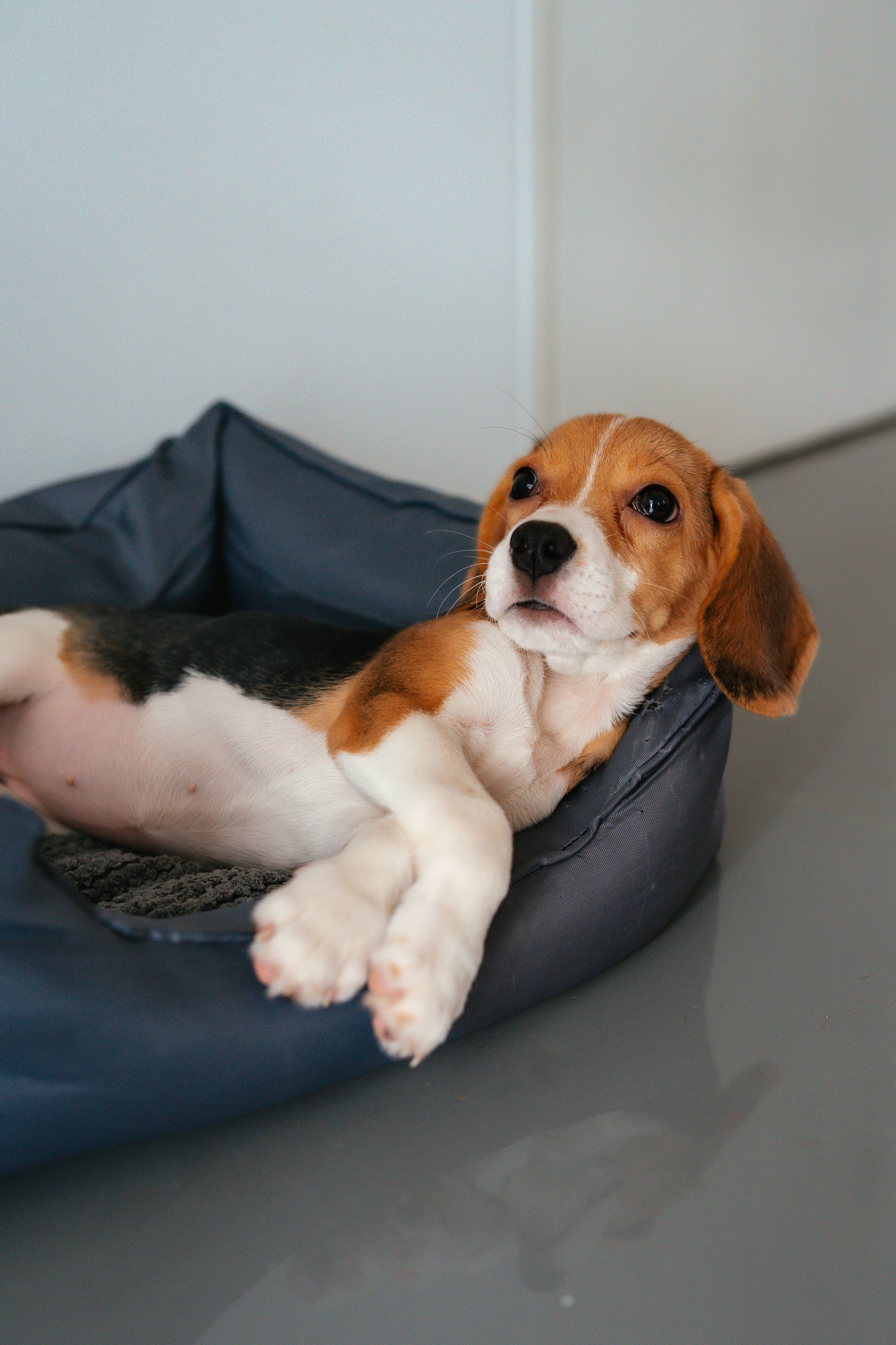 비글 강아지가 침대에서 편안하게 휴식을 취하고 있습니다. 사진 – Unsplash의 무료 자동차 이미지, image size:3000x4500